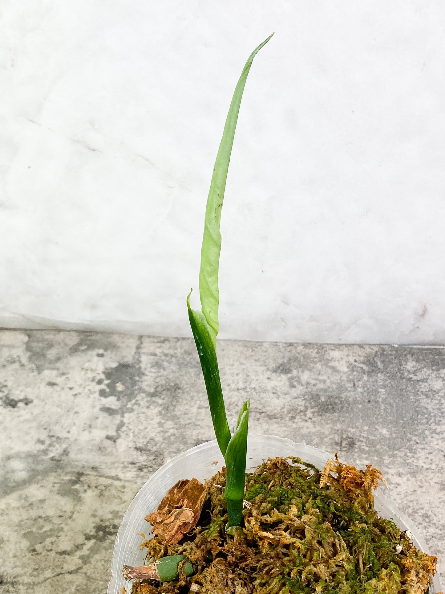 Monstera Esqueleto fully rooted sprout