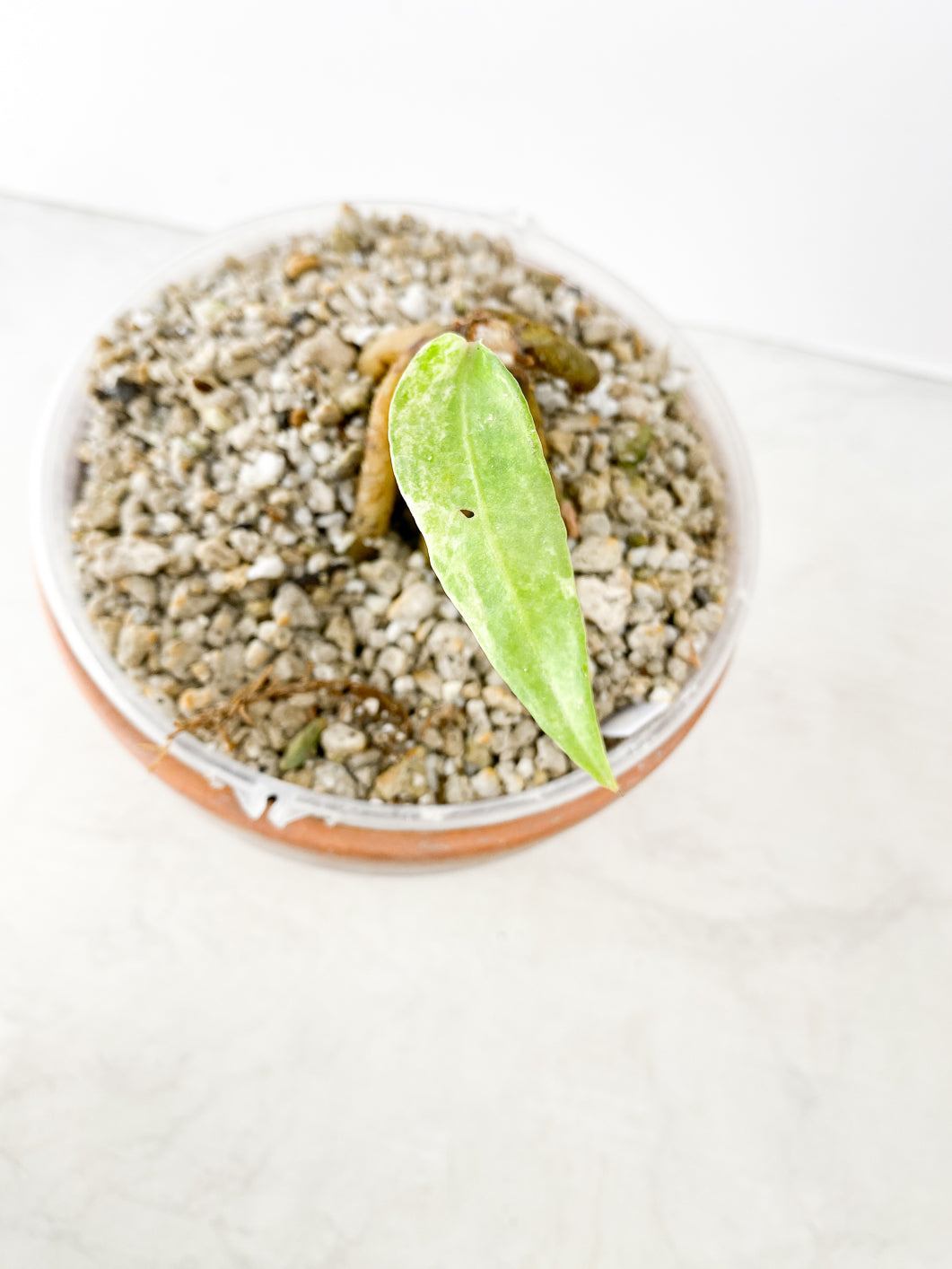 Anthurium Renaissance Variegated 1 leaf rooted in pumice