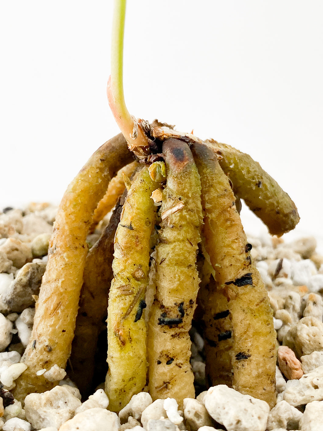 Anthurium Renaissance Variegated 1 leaf rooted in pumice