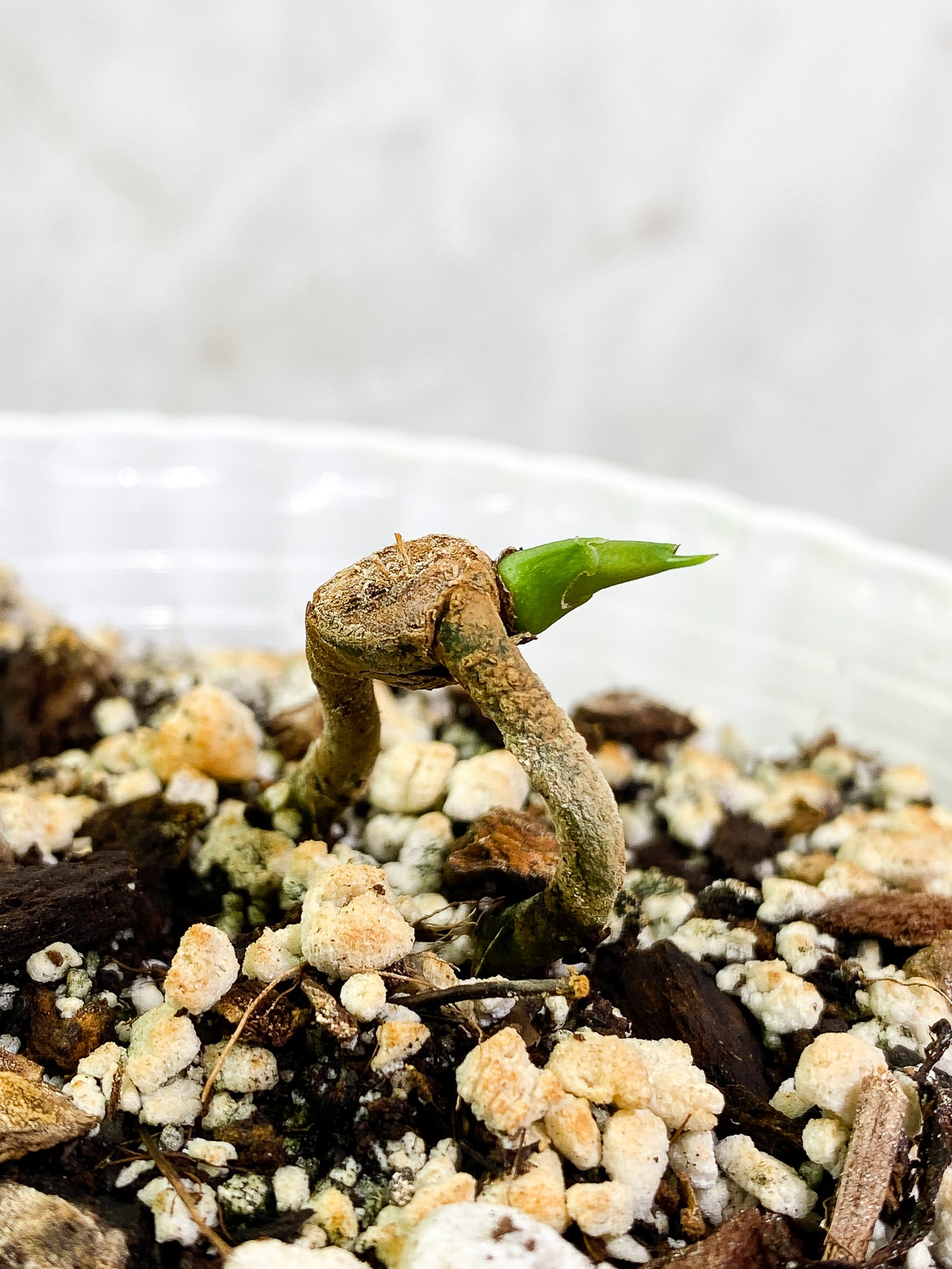 Anthurium Clarinervium x Pedatoradiatum fully rooted node 1 sprout