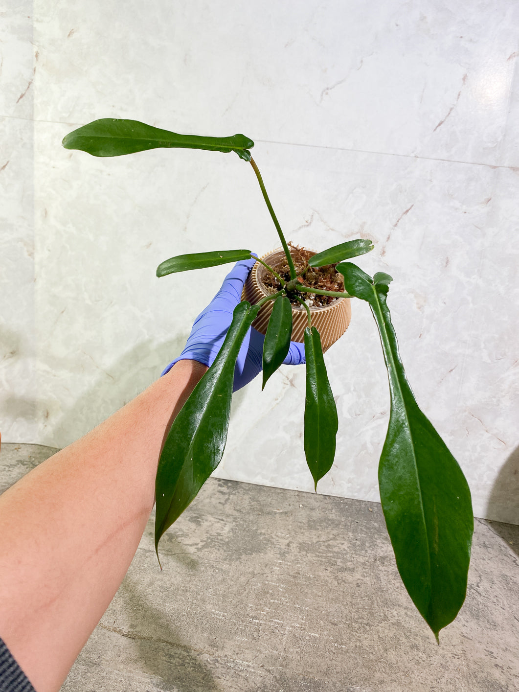 Philodendron Joepii Rooted