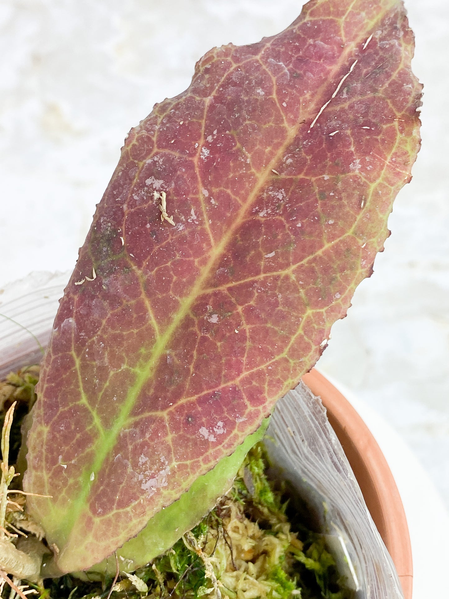 Hoya Undulata sunstressed rooted
