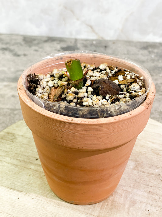 Philodendron White Princess Tricolor slightly rooted node 1 sprout
