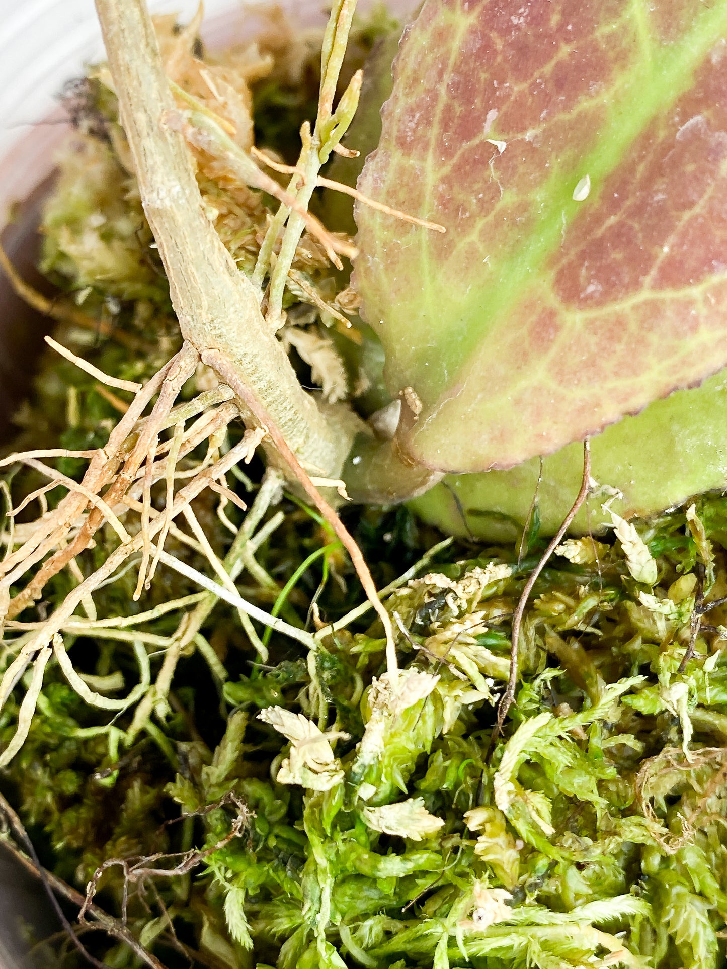 Hoya Undulata sunstressed rooted