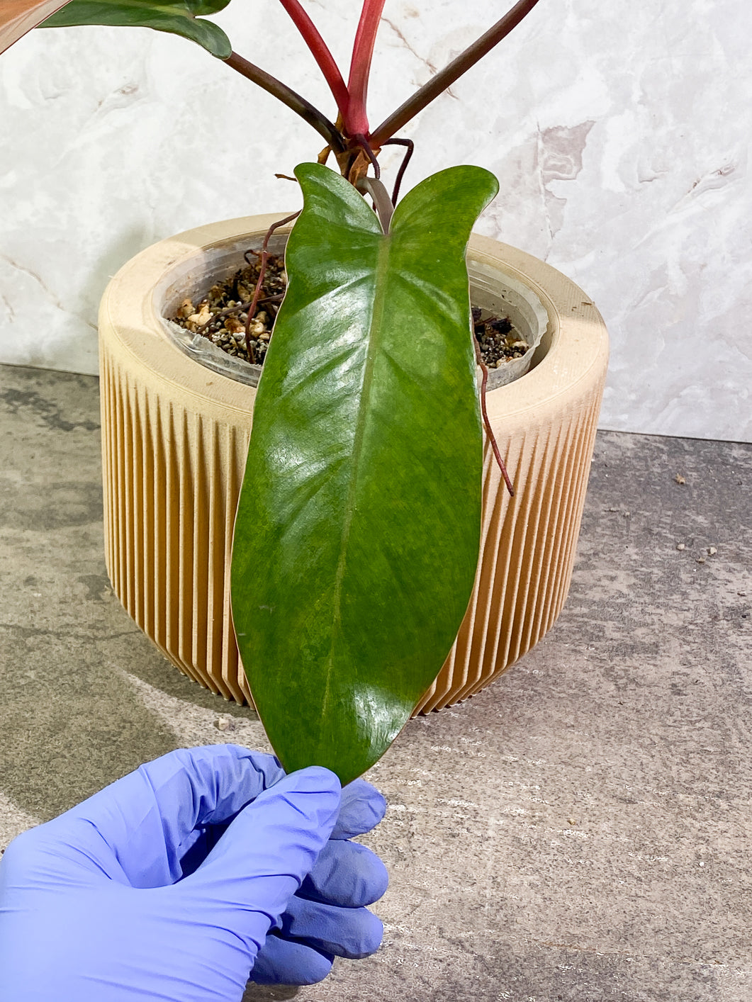 Philodendron Florida Bronze Rooted