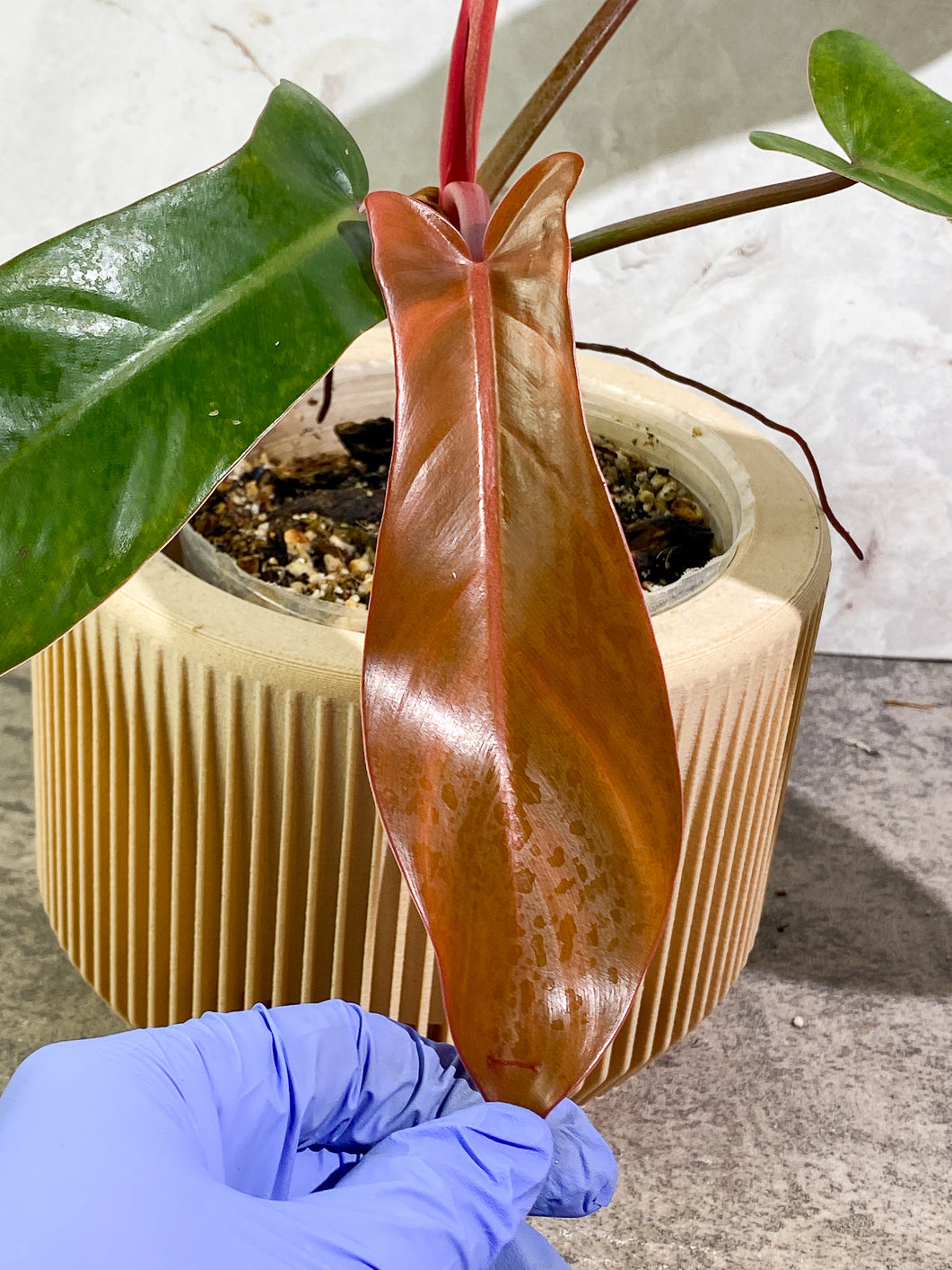 Philodendron Florida Bronze Rooted