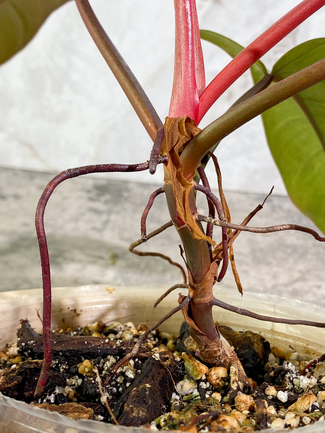 Philodendron Florida Bronze Rooted