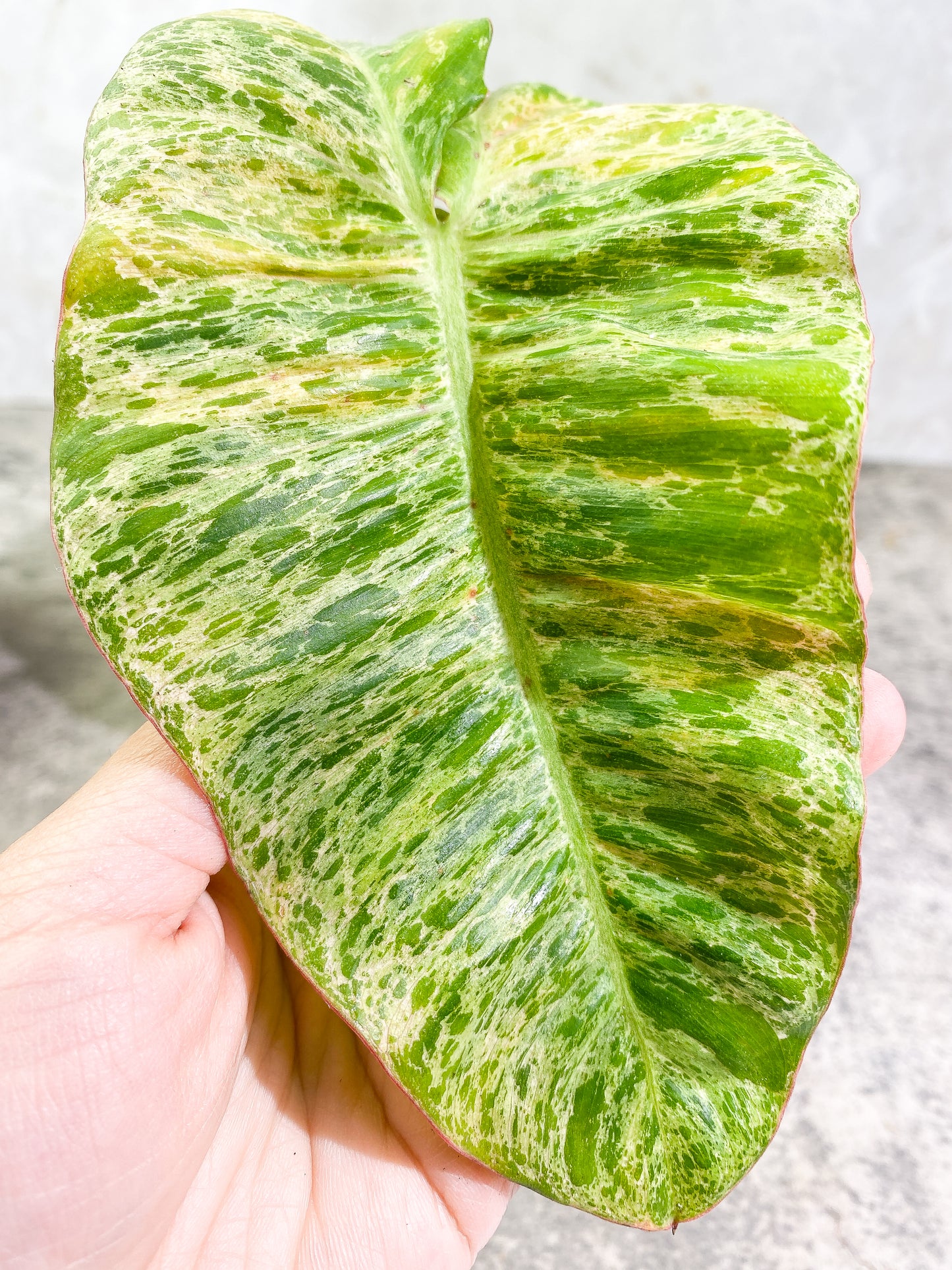 Philodendron Paraiso Verde Rooted 1 leaf 1 sprout Top Cutting