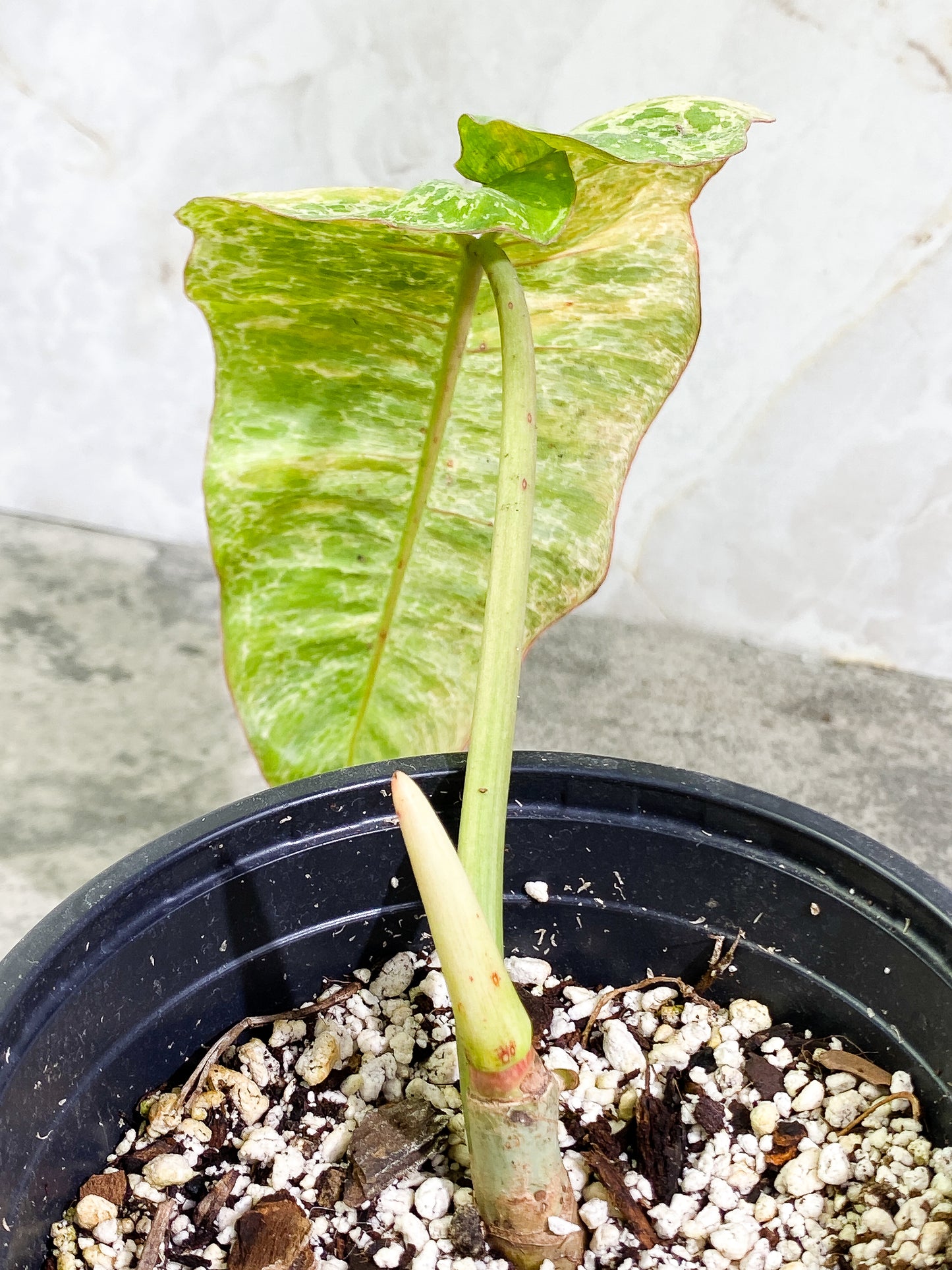 Philodendron Paraiso Verde Rooted 1 leaf 1 sprout Top Cutting