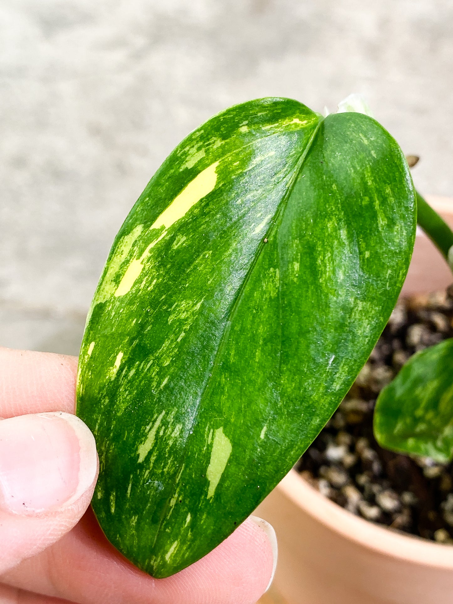 Monstera Standleyana Aurea Variegated 4 leaves slightly rooted