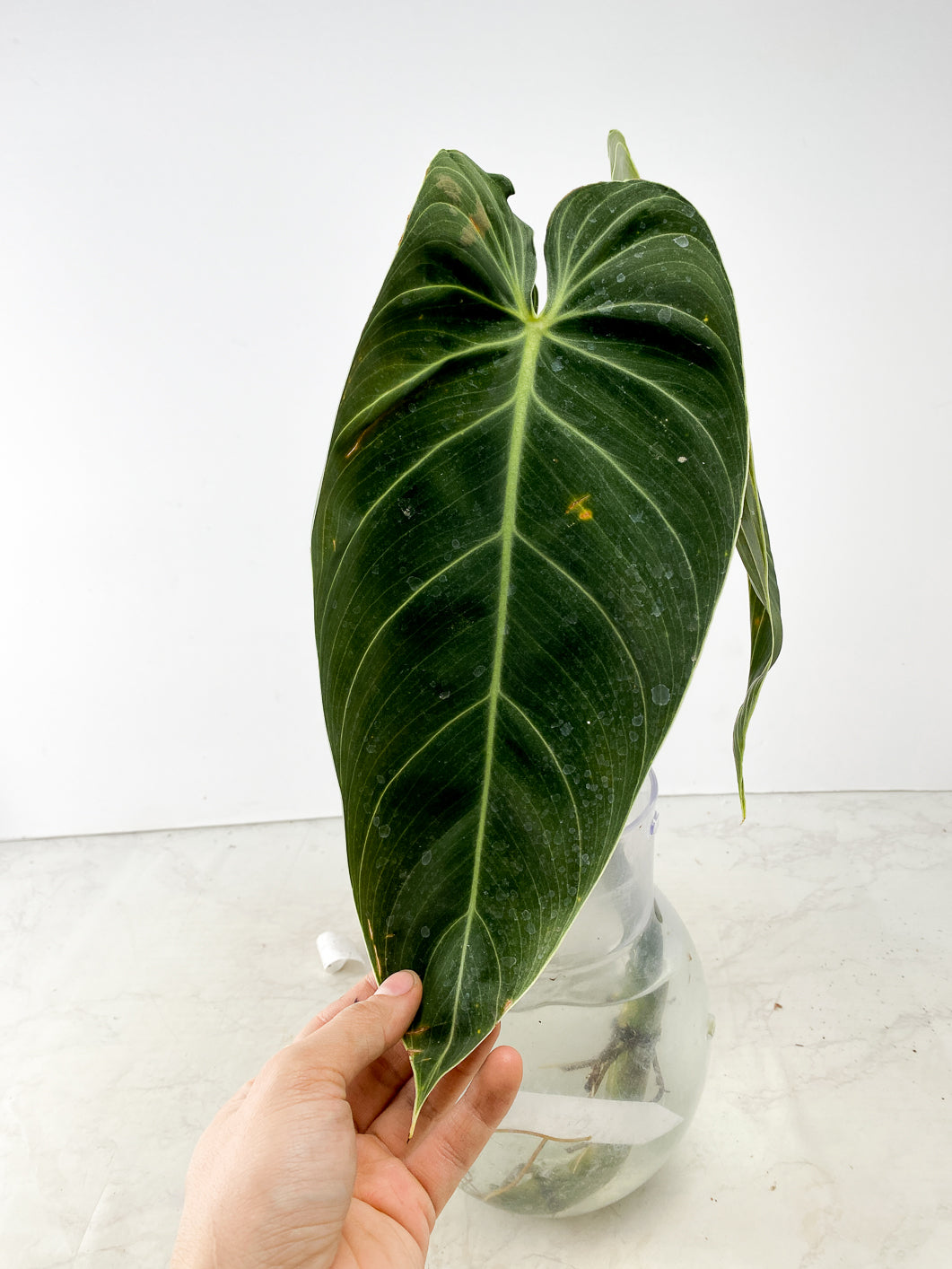 Philodendron  Melanochrysum Mature Form 3 leaves Top Cutting