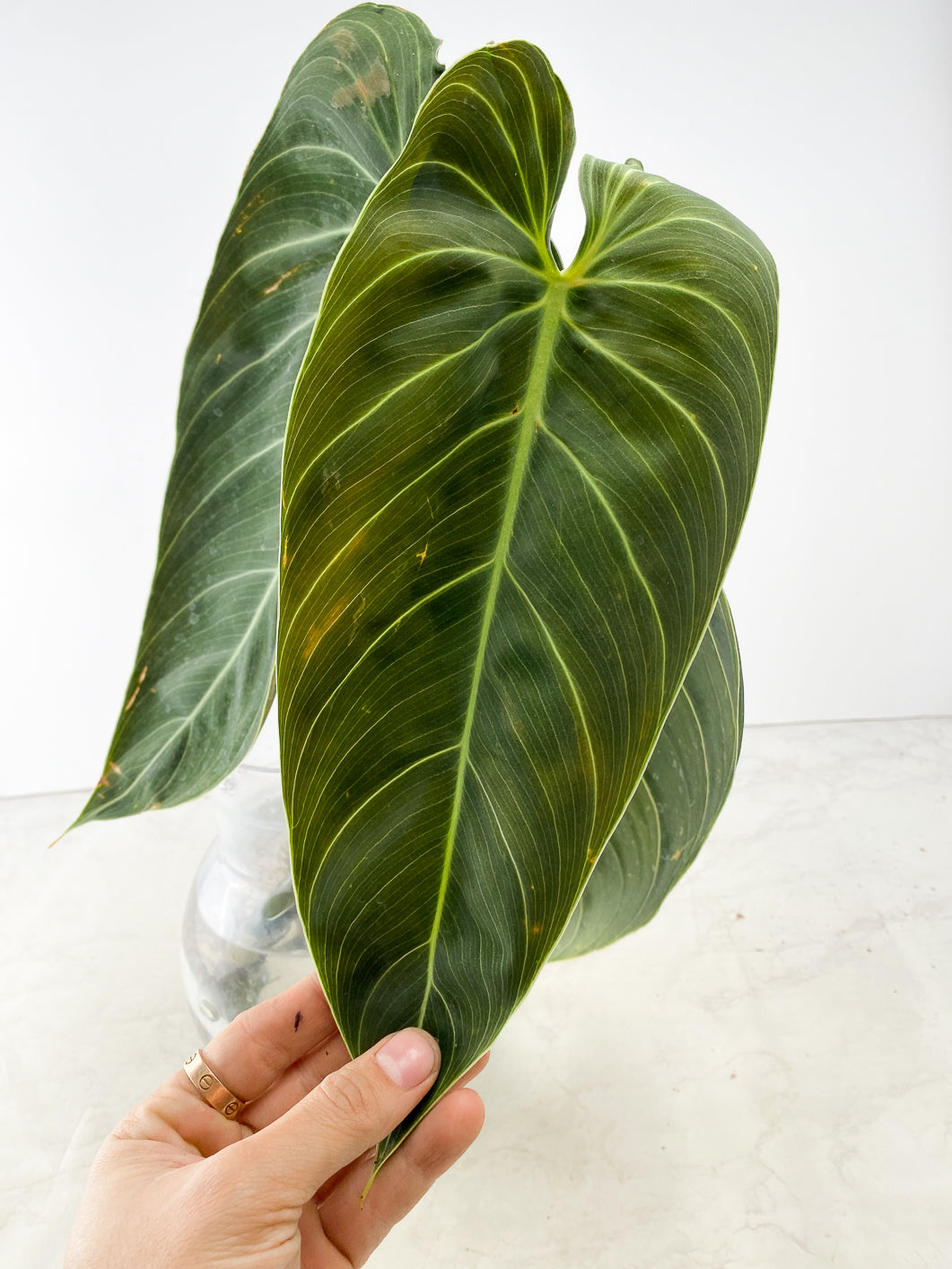 Philodendron  Melanochrysum Mature Form 3 leaves Top Cutting