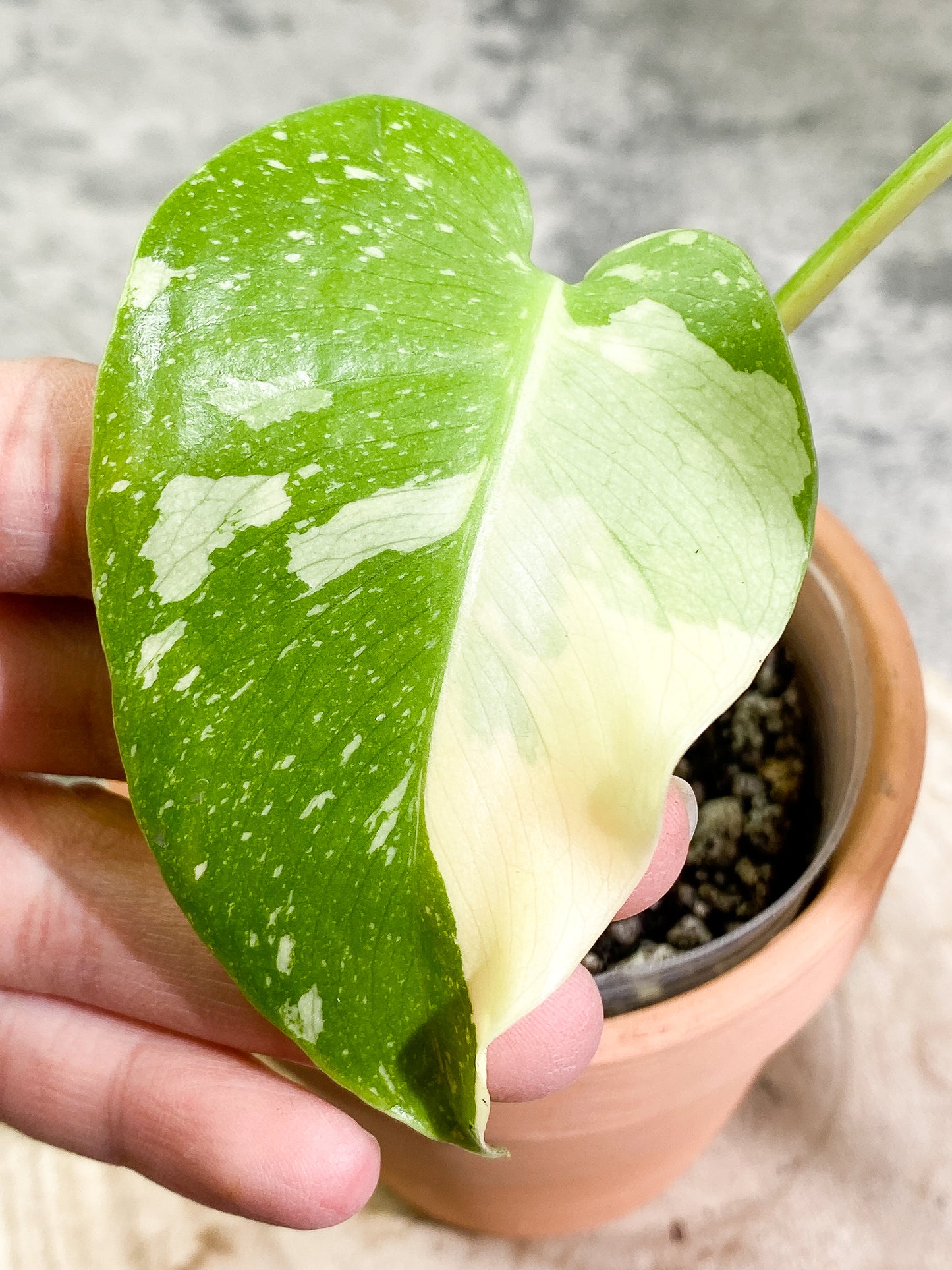 Monstera Thai Constellation  Rooting in soil Top Cutting 2 leaves Highly Variegated
