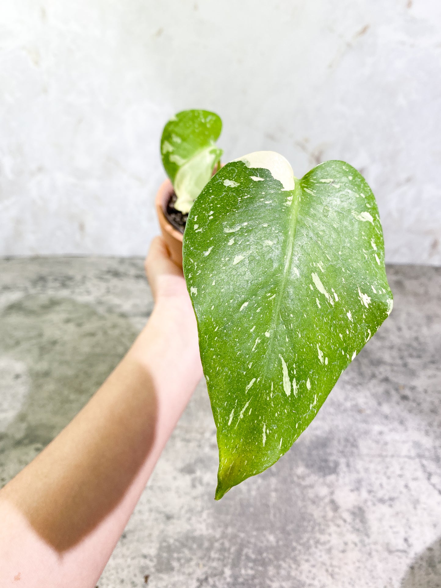 Monstera Thai Constellation  Rooting in soil Top Cutting 2 leaves Highly Variegated