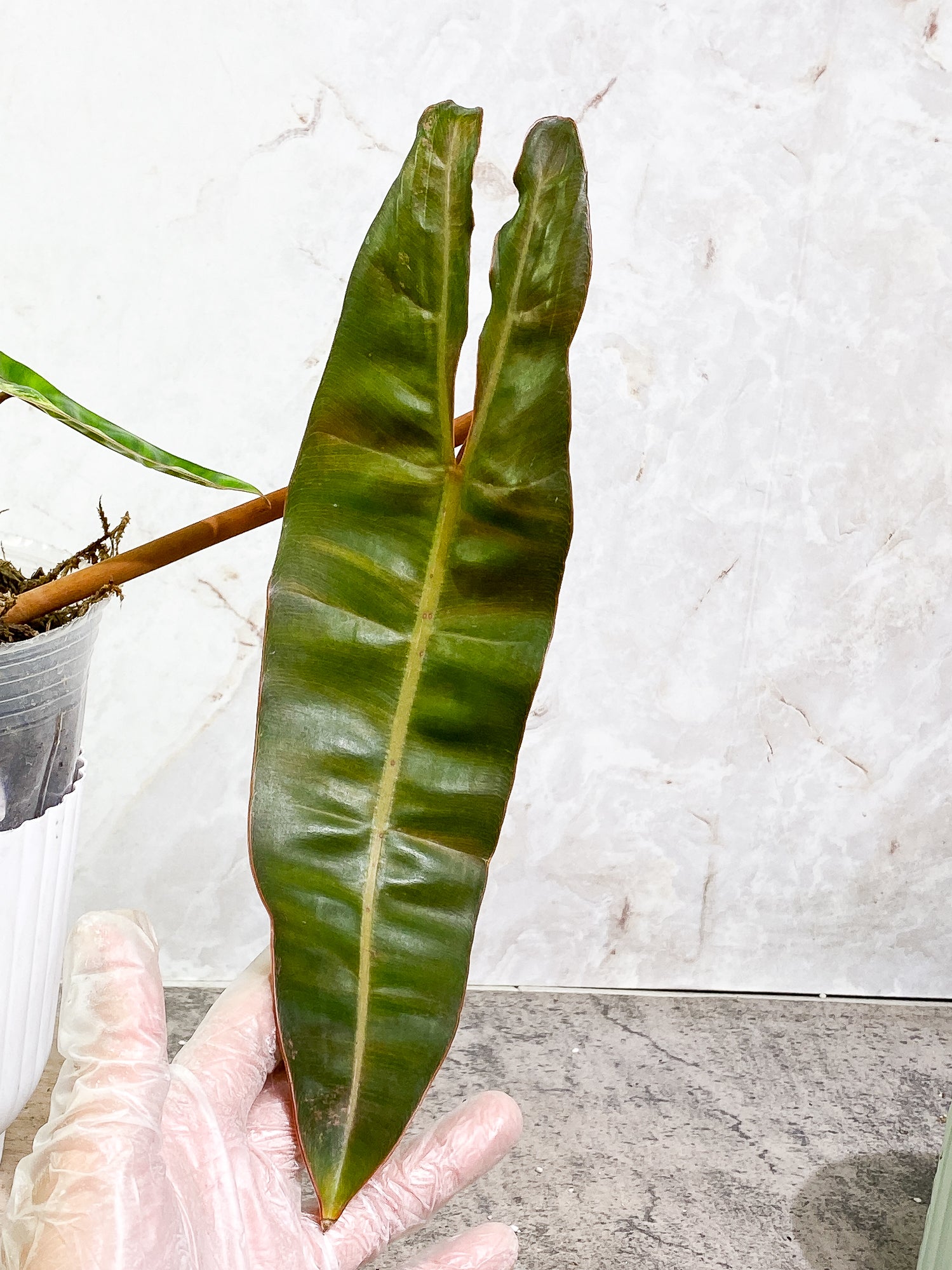 Philodendron Billietae Variegated 3 leaves 1 sprout rooted