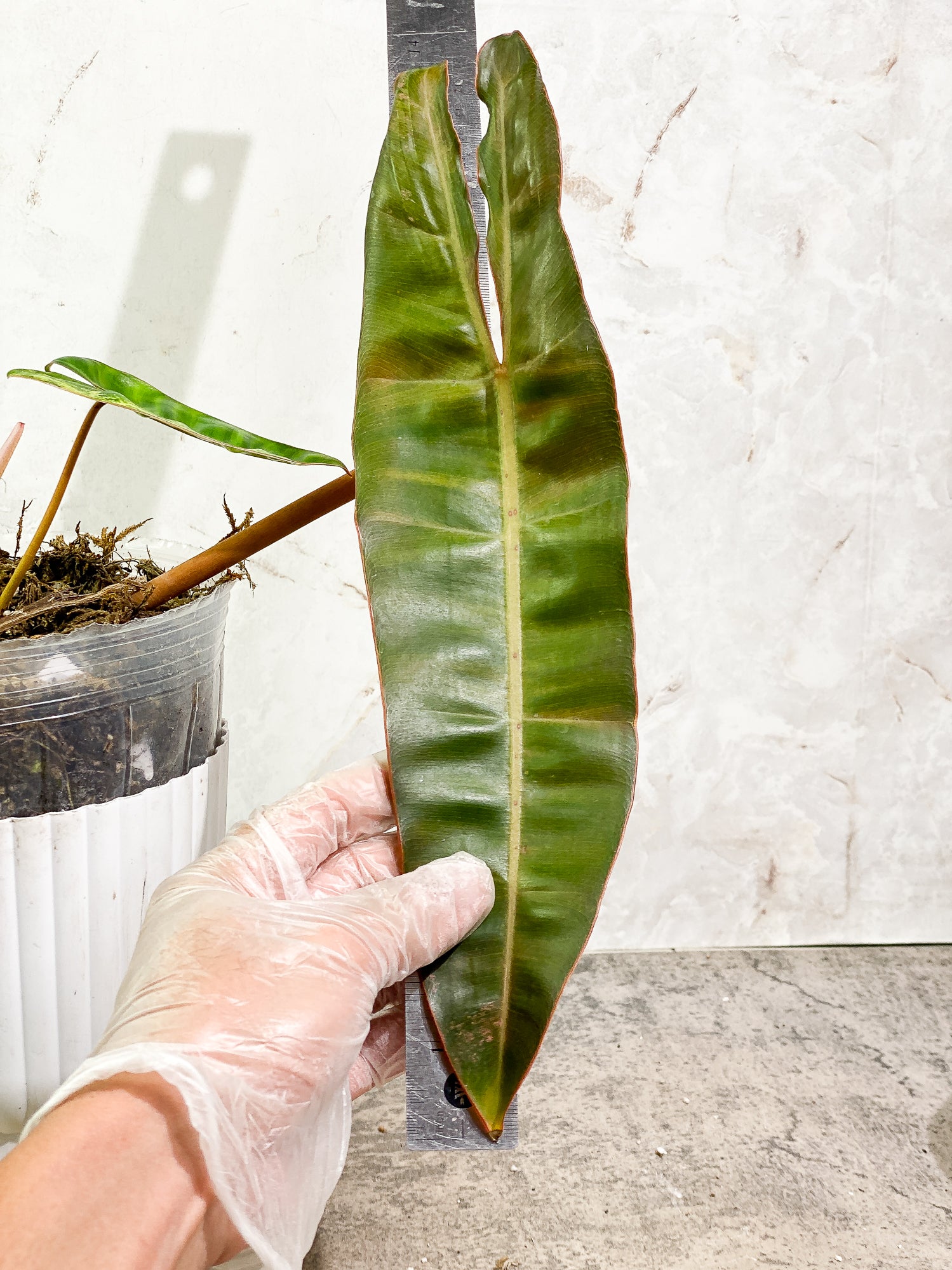 Philodendron Billietae Variegated 3 leaves 1 sprout rooted