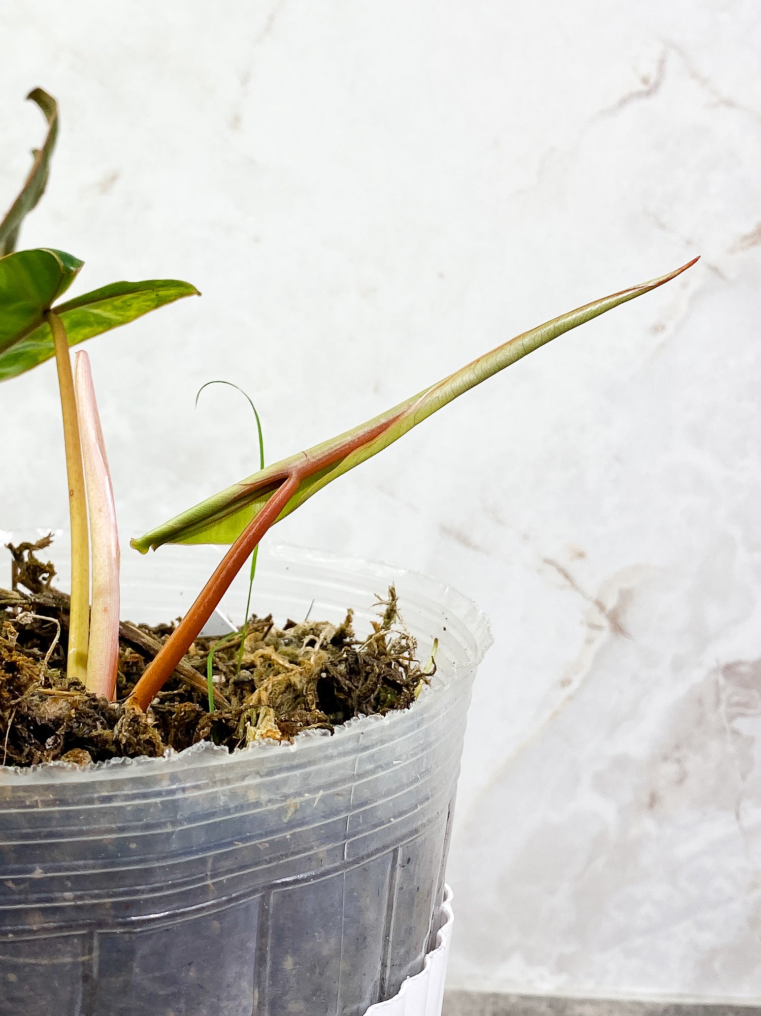 Philodendron Billietae Variegated 3 leaves 1 sprout rooted