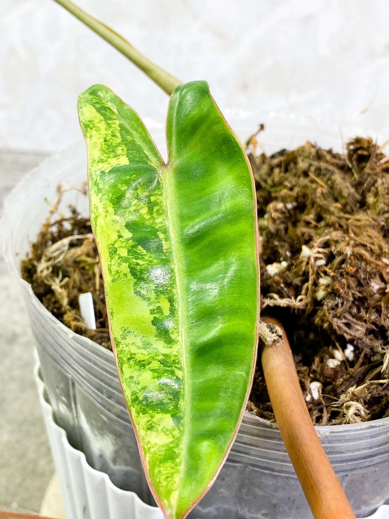 Philodendron Billietae Variegated 3 leaves 1 sprout rooted