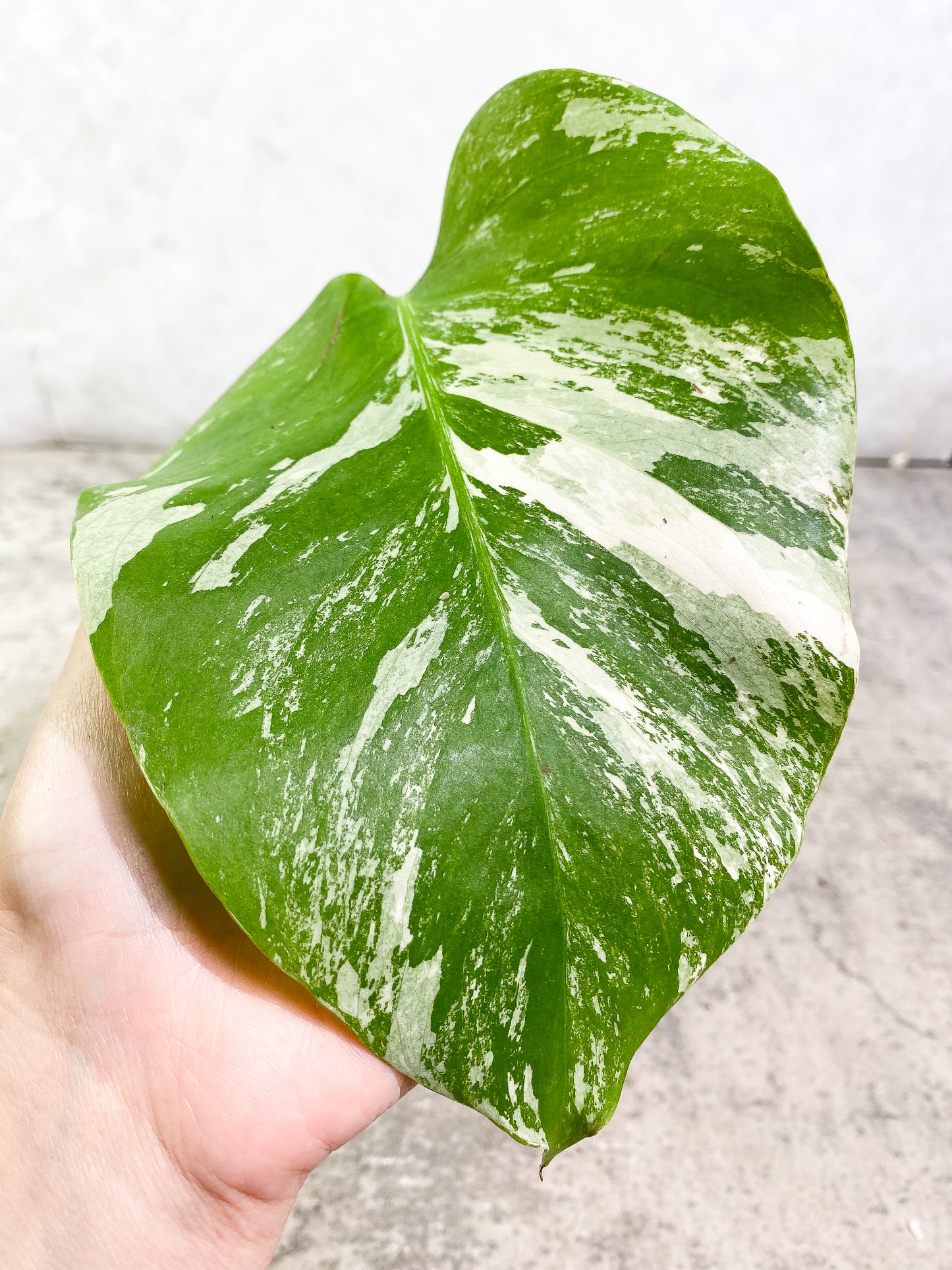 Monstera Albo 1 leaf fully rooted