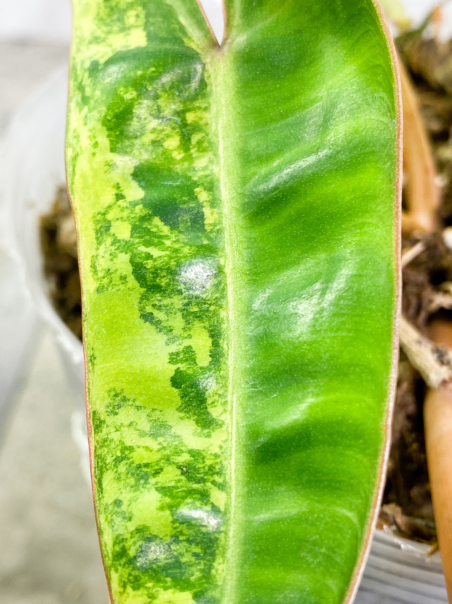 Philodendron Billietae Variegated 3 leaves 1 sprout rooted