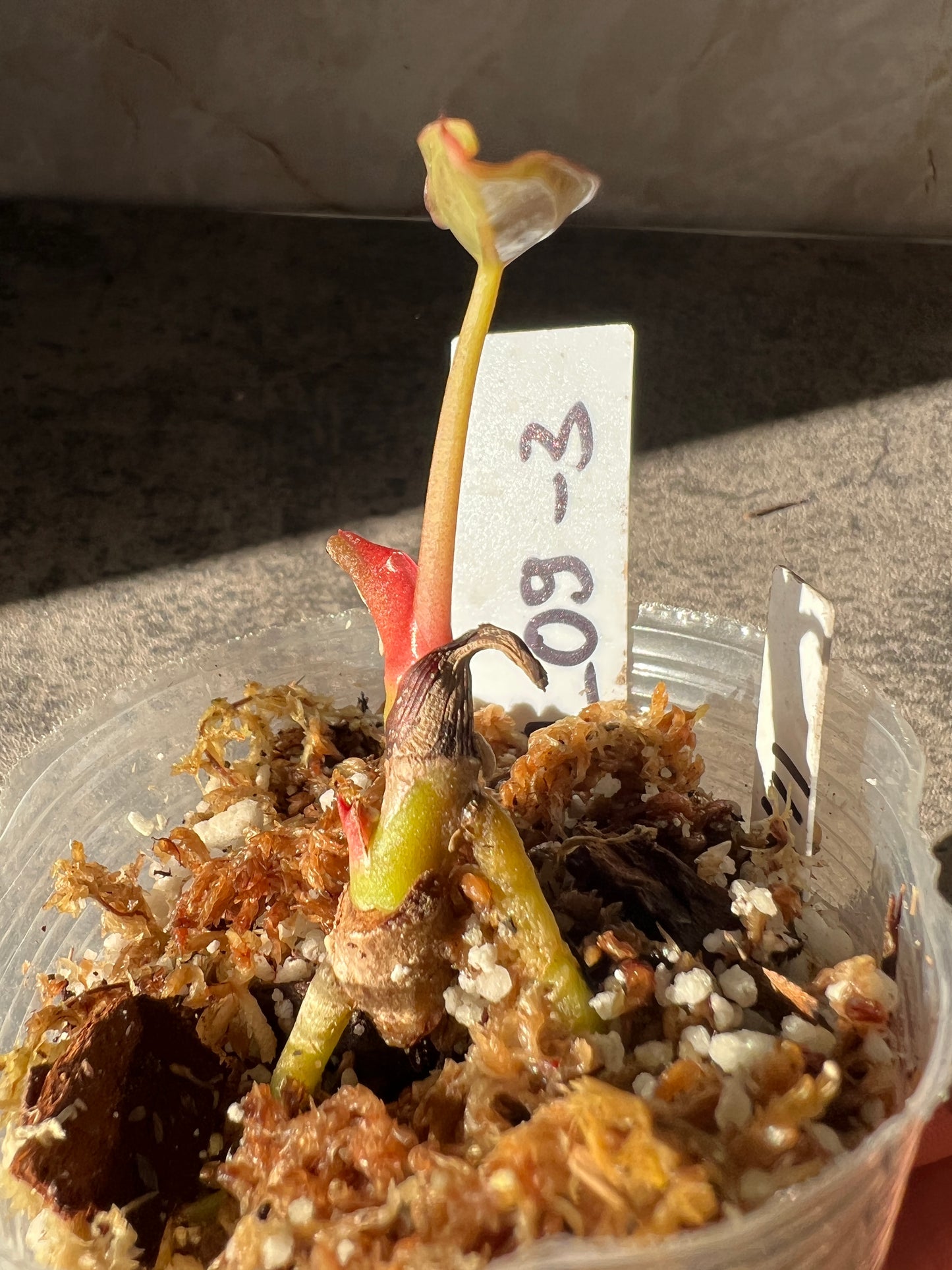 Anthurium Raven's Heart (Papillilaminum x Ace of Spades) Rooted 1 leaf 1 sprout