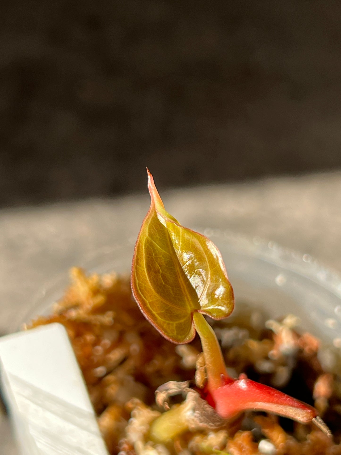 Anthurium Raven's Heart (Papillilaminum x Ace of Spades) Rooted 1 leaf 1 sprout