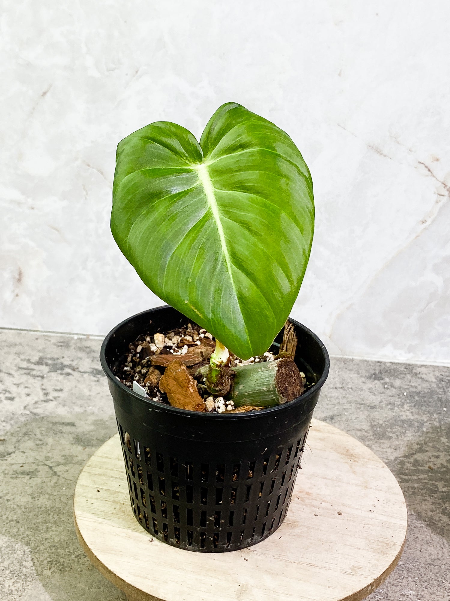 Philodendron SP Columbia Silver 1 leaf 1 sprout fully rooted