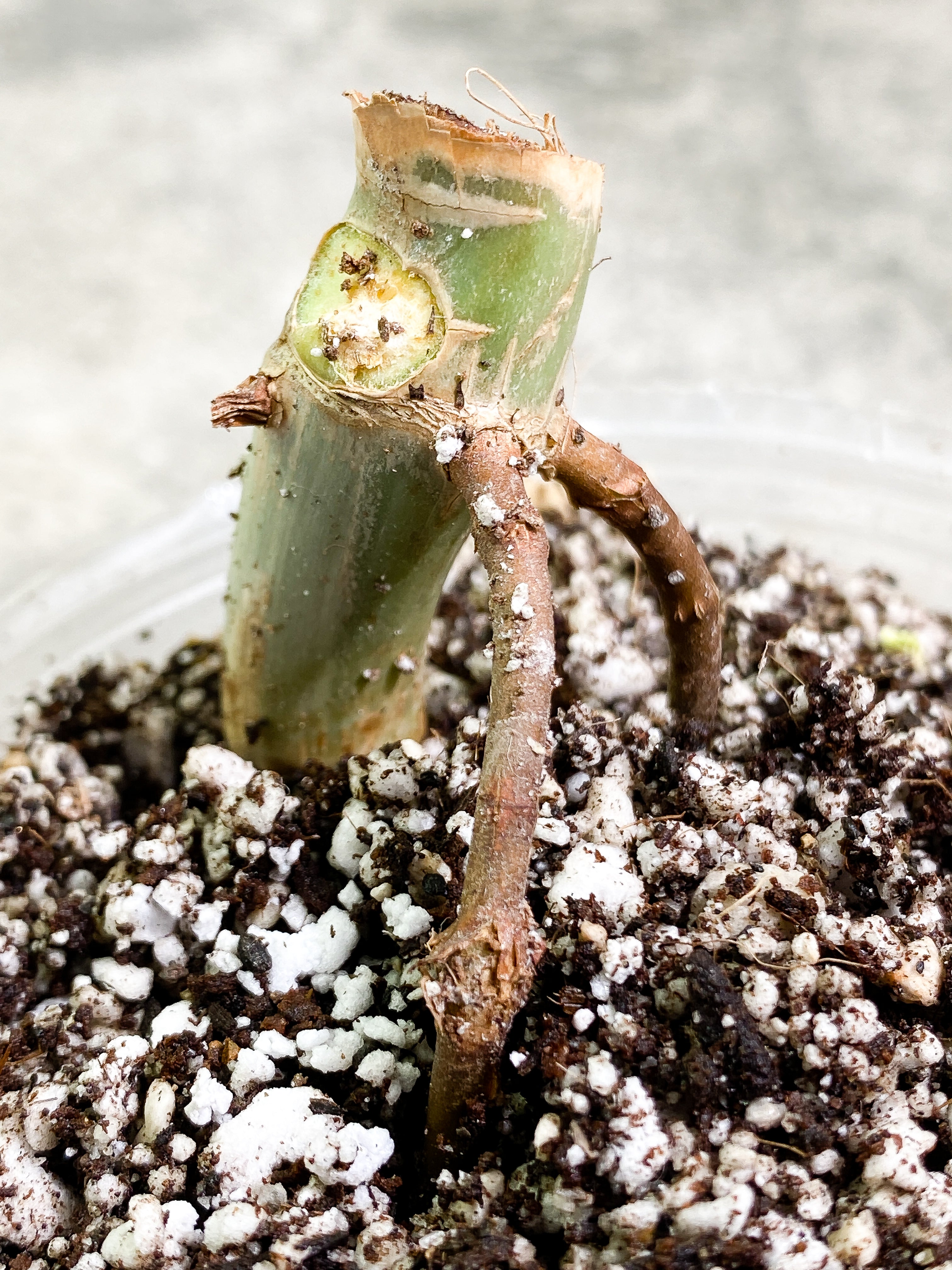 Grower Choice: Philodendron Paraiso Verde Rooted node from Highly Variegated  mother plant
