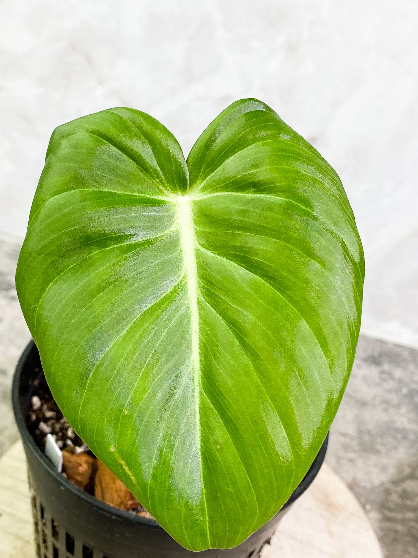 Philodendron SP Columbia Silver 1 leaf 1 sprout fully rooted