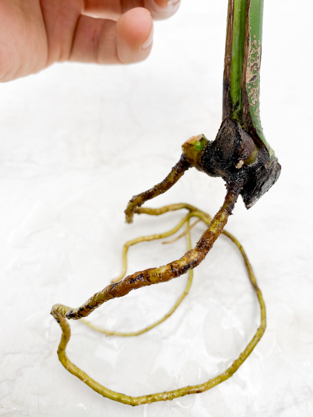 Monstera Mint Noid node 1 growing bud