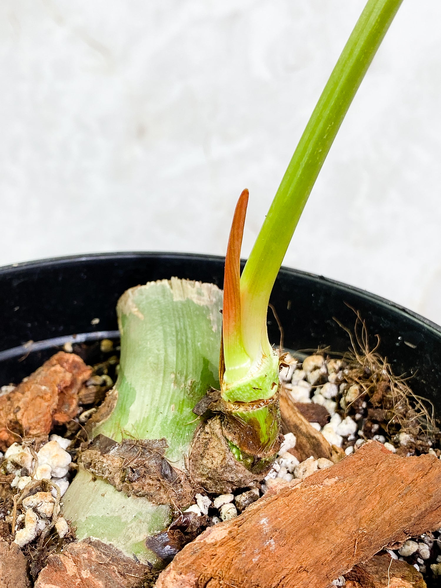 Philodendron SP Columbia Silver 1 leaf 1 sprout fully rooted