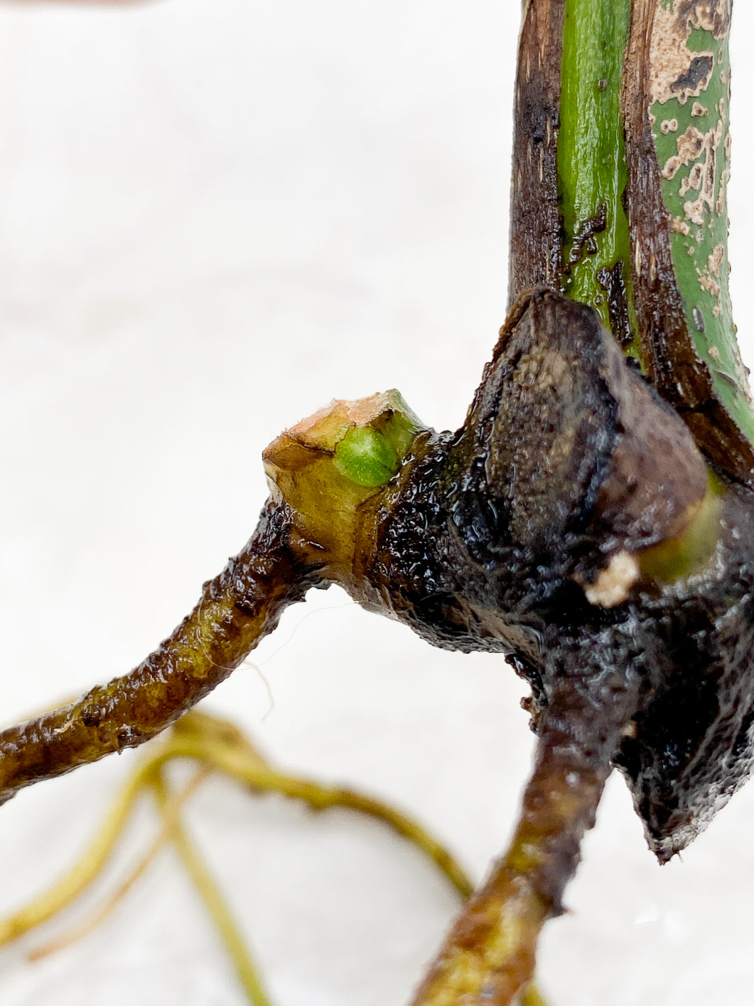 Monstera Mint Noid node 1 growing bud