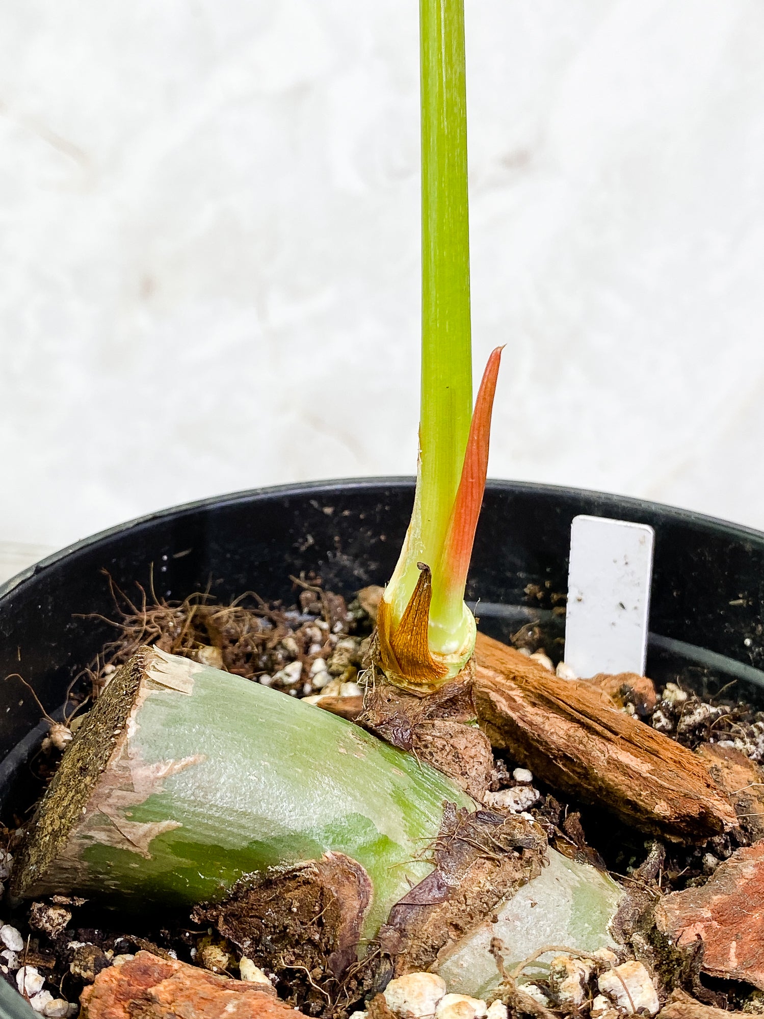 Philodendron SP Columbia Silver 1 leaf 1 sprout fully rooted