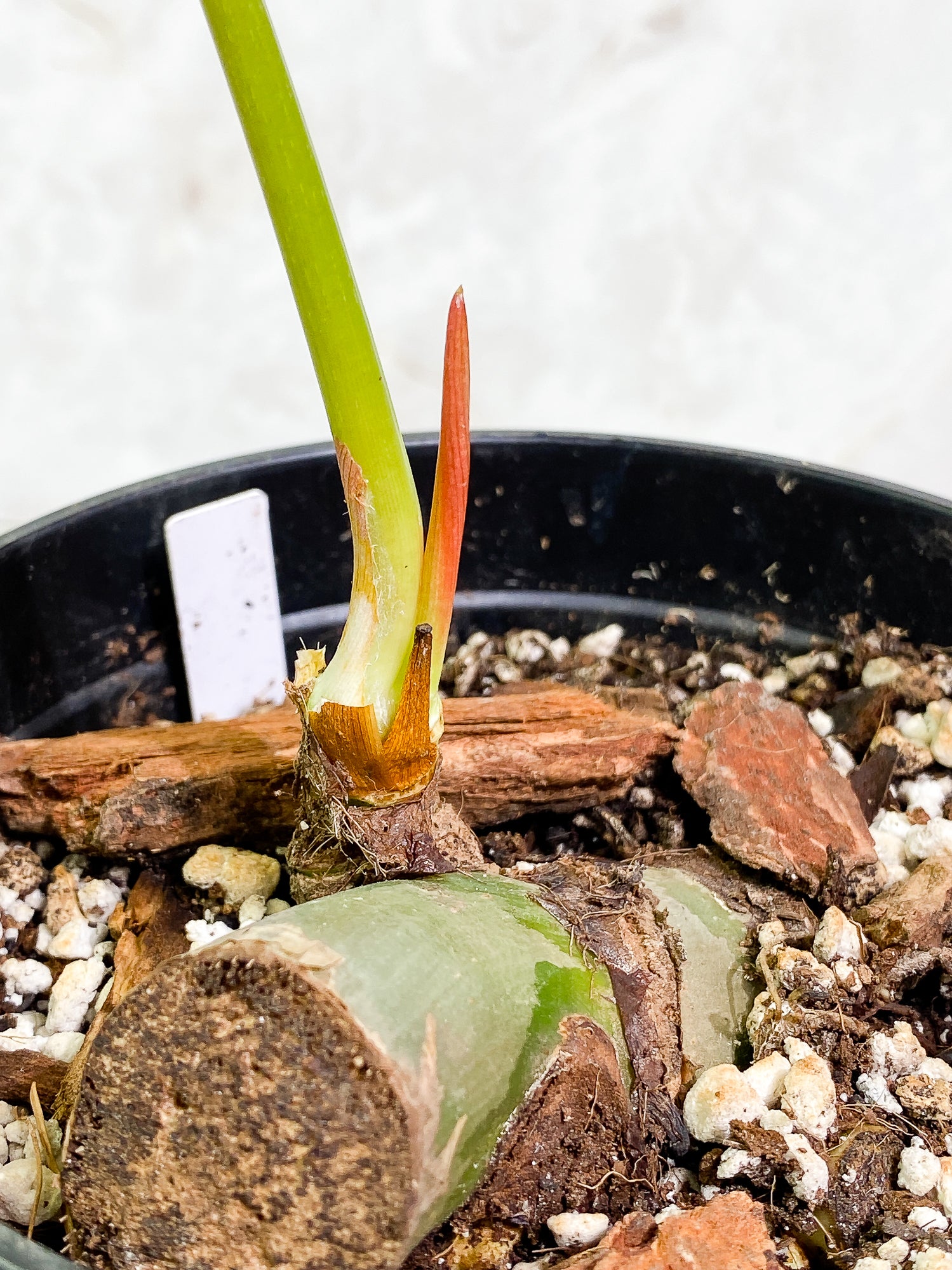 Philodendron SP Columbia Silver 1 leaf 1 sprout fully rooted