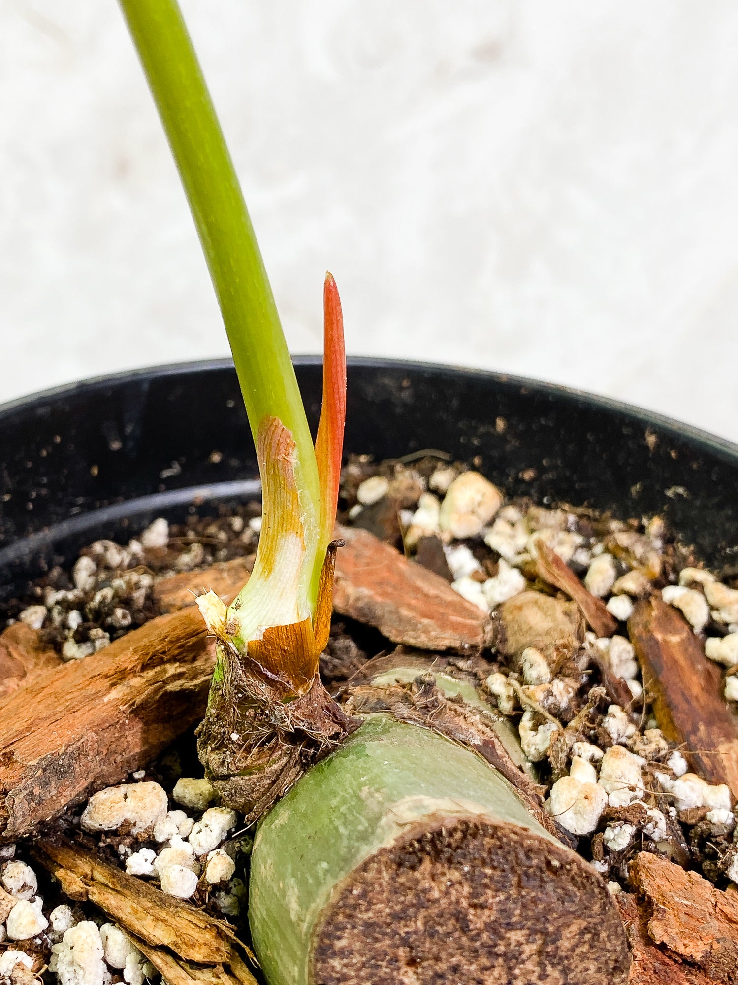 Philodendron SP Columbia Silver 1 leaf 1 sprout fully rooted