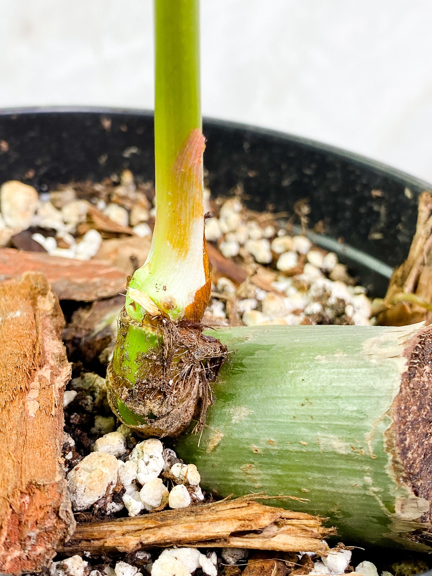 Philodendron SP Columbia Silver 1 leaf 1 sprout fully rooted