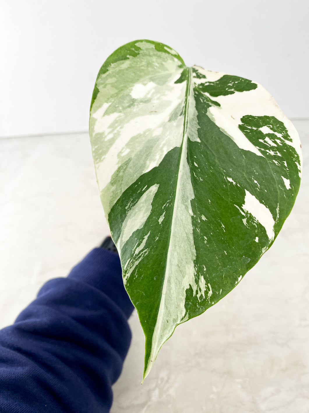 Monstera Mint Noid 1 leaf 2 nodes 2 buds