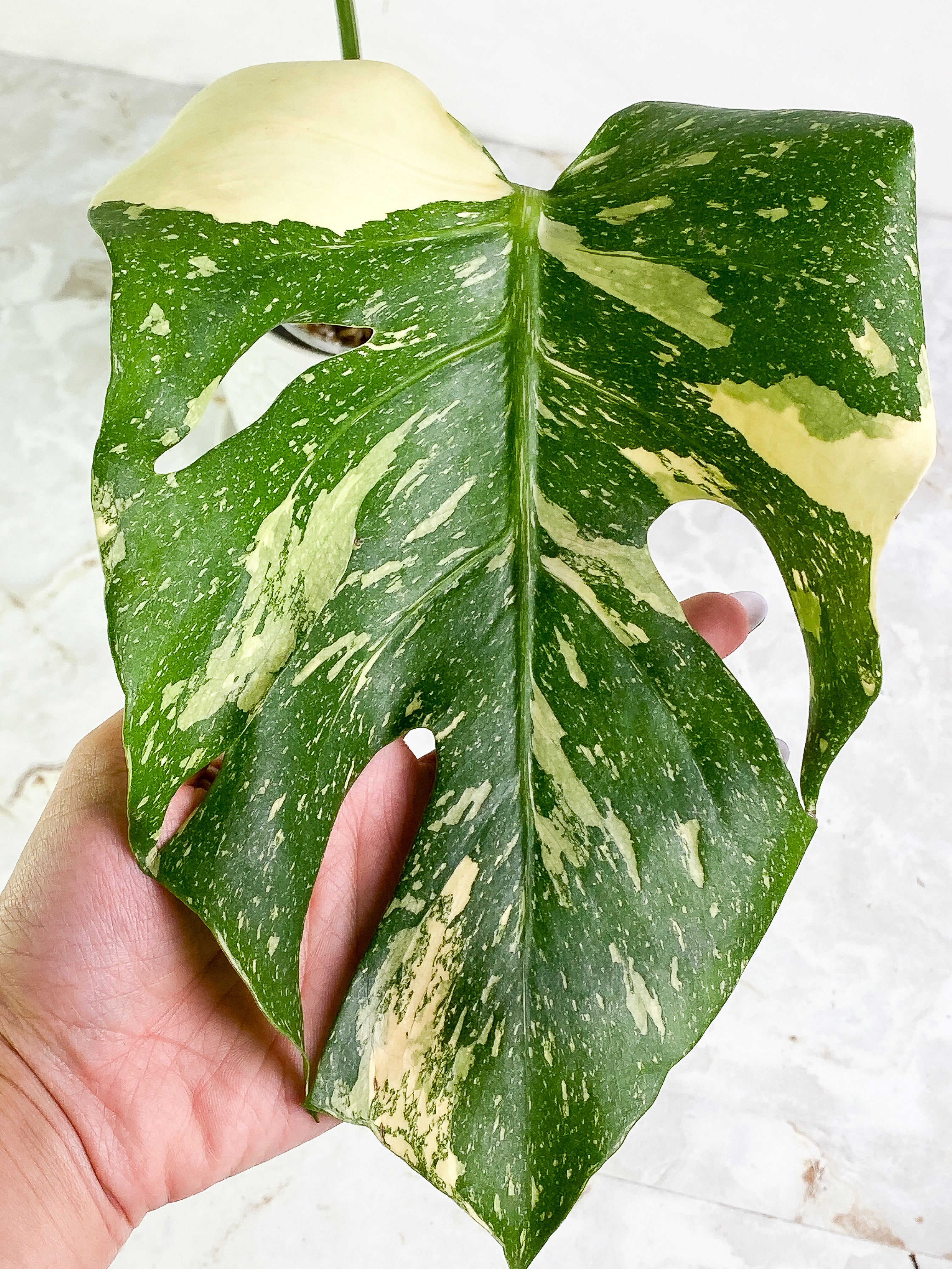 Monstera thai constelation 2 leaves Rooted Highly Variegated  Top Cutting