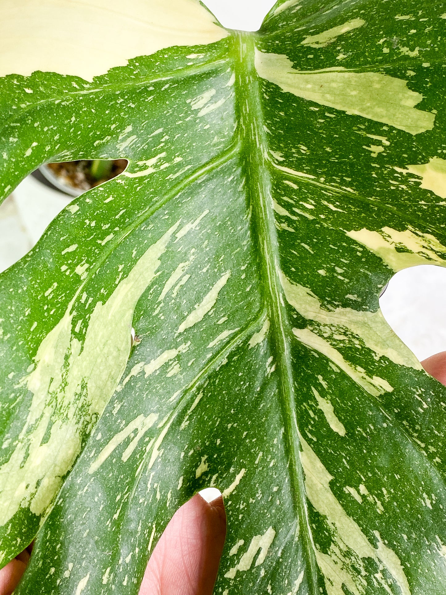Monstera thai constelation 2 leaves Rooted Highly Variegated  Top Cutting