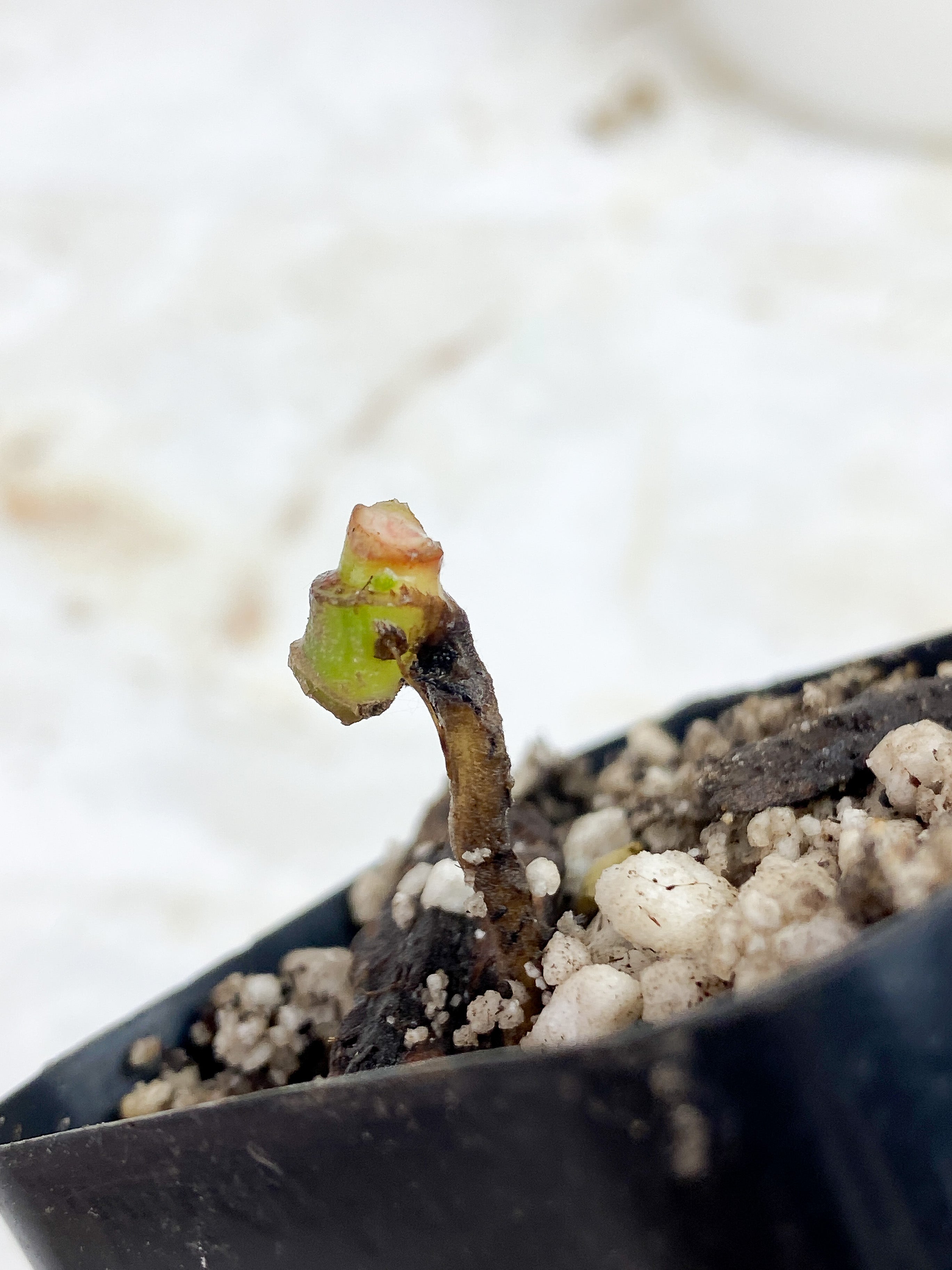 Monstera adansonii  mint aurea  rooted node