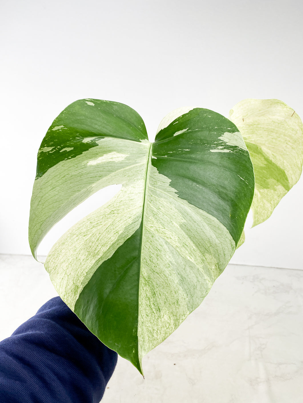 Monstera Mint Noid 2 leaves Top Cutting