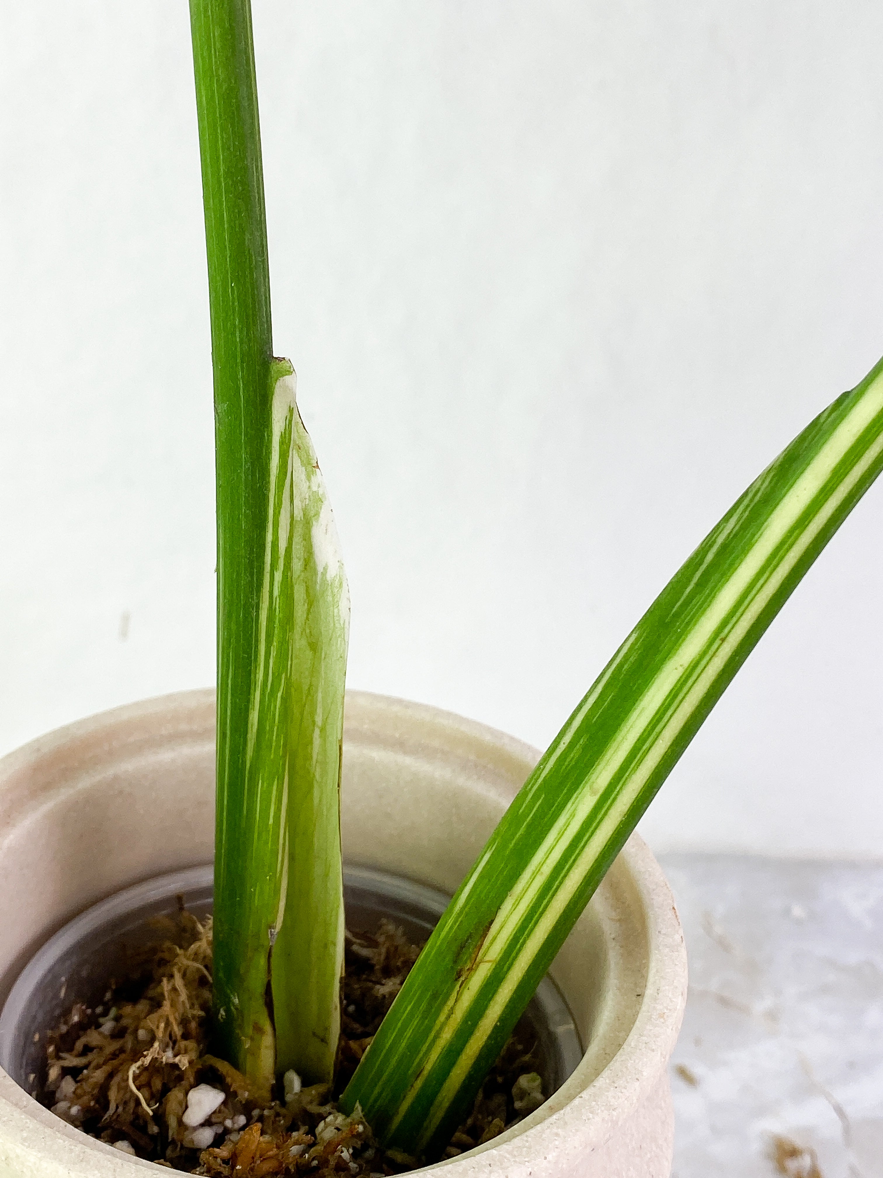 Monstera thai constelation 2 leaves Rooted Highly Variegated  Top Cutting