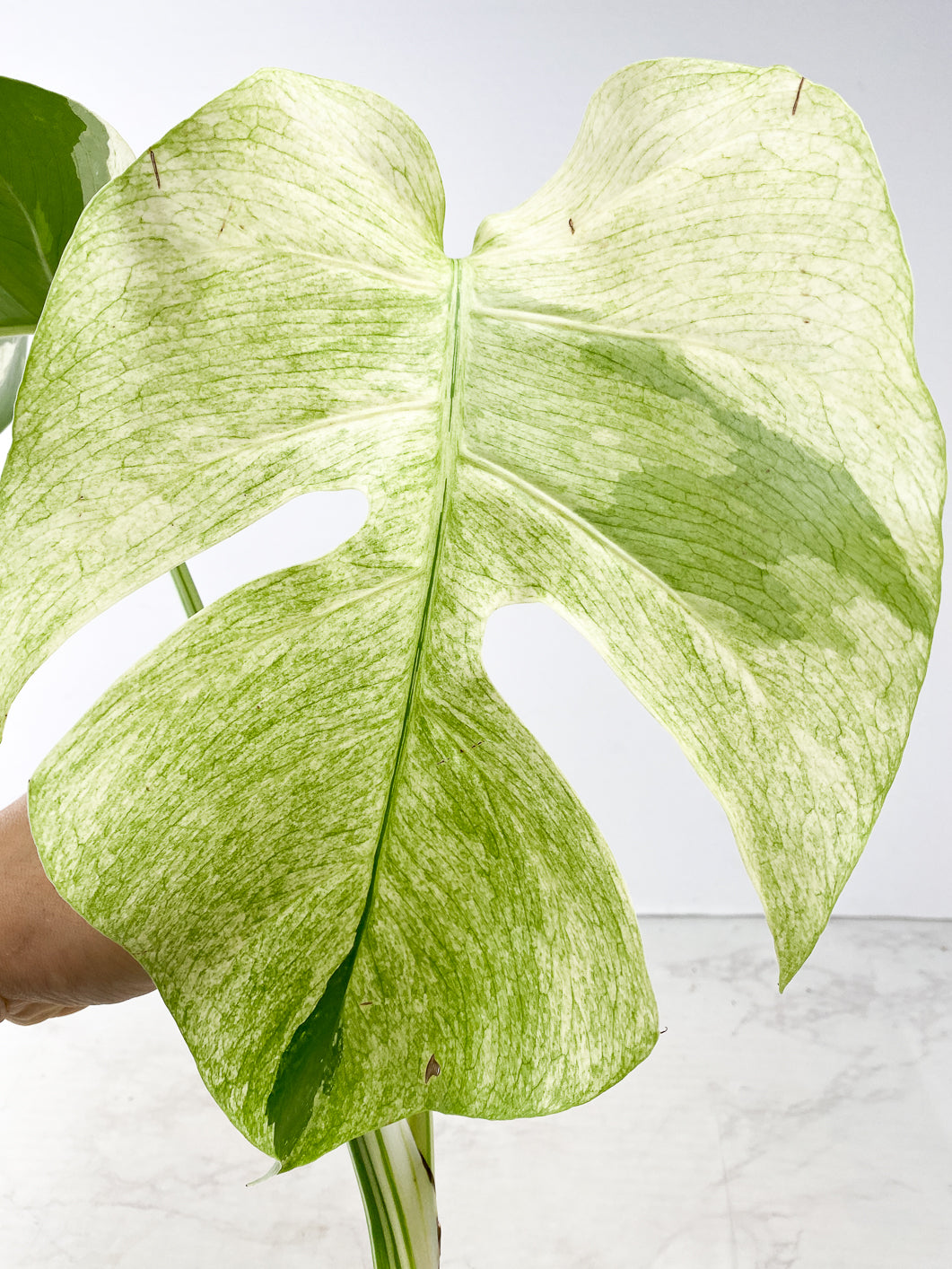 Monstera Mint Noid 2 leaves Top Cutting