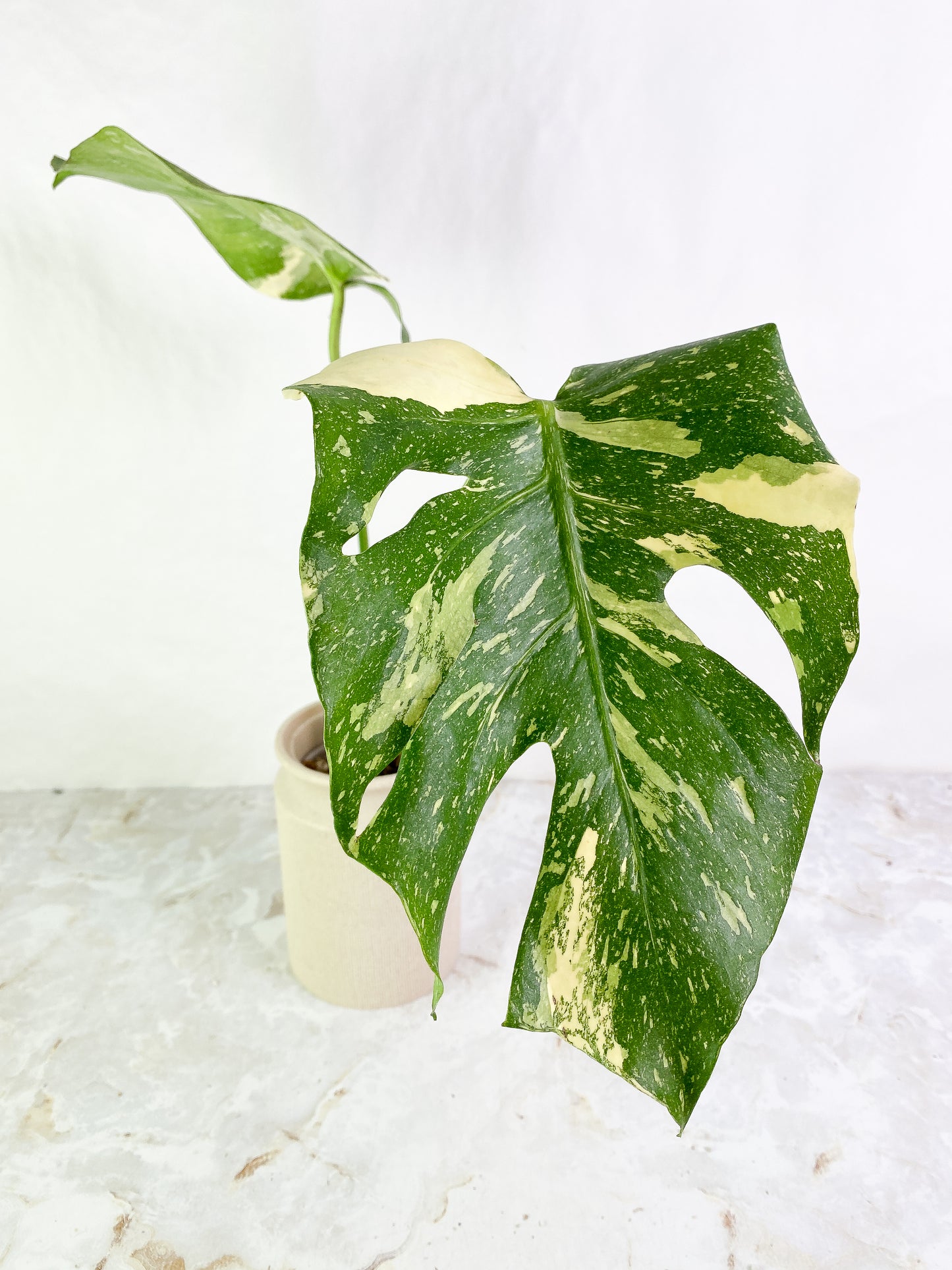 Monstera thai constelation 2 leaves Rooted Highly Variegated  Top Cutting