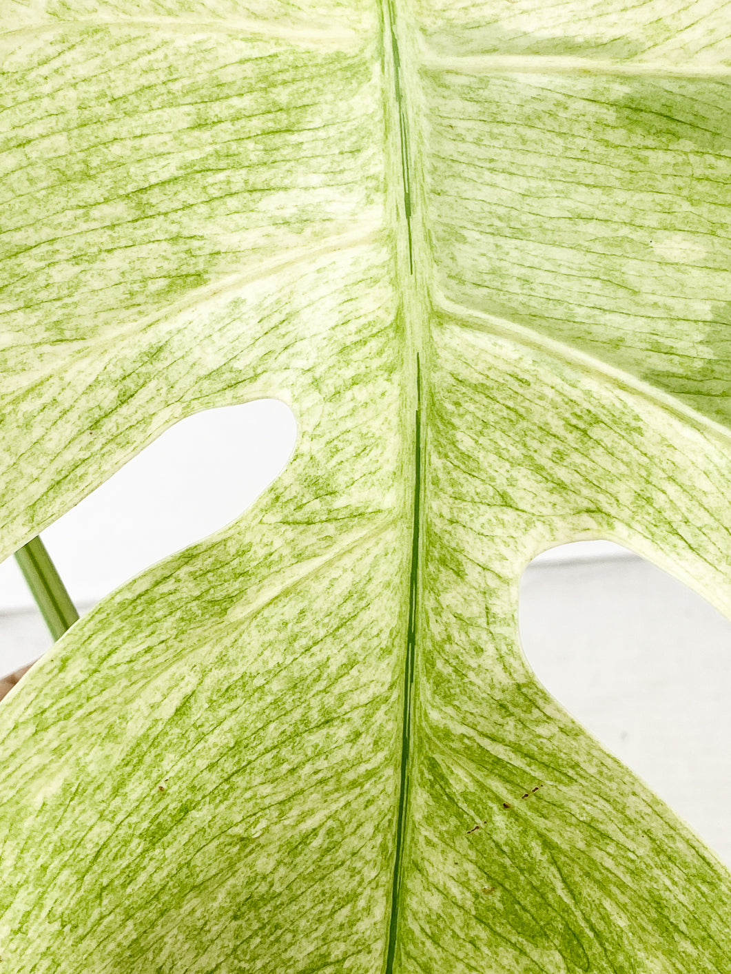 Monstera Mint Noid 2 leaves Top Cutting