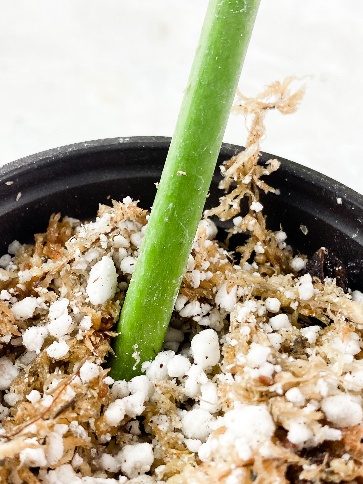 Philodrendron  Snowdrift Rooting