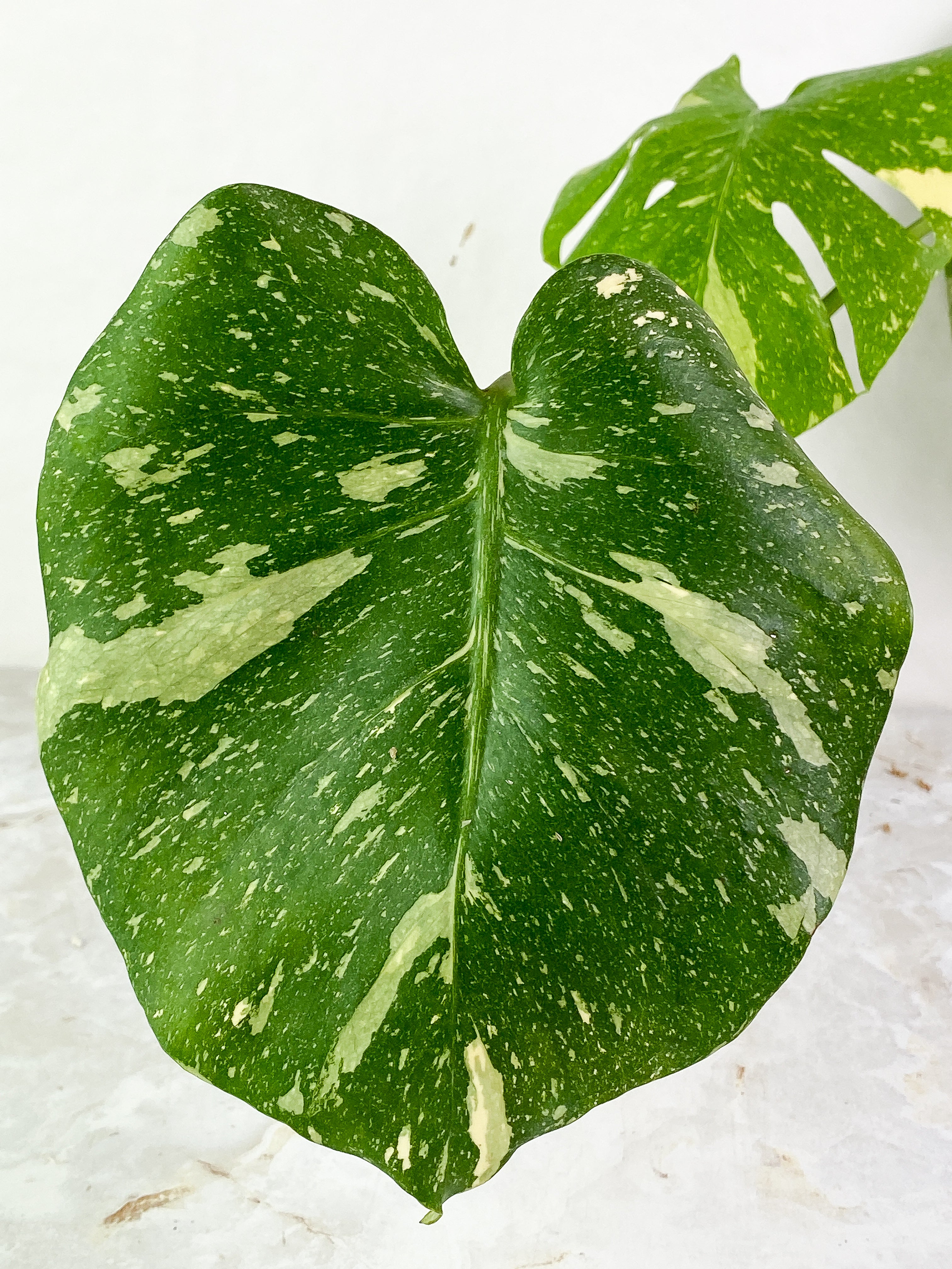 Monstera thai constelation3 leaves rooted Top Cutting Highly Variegated