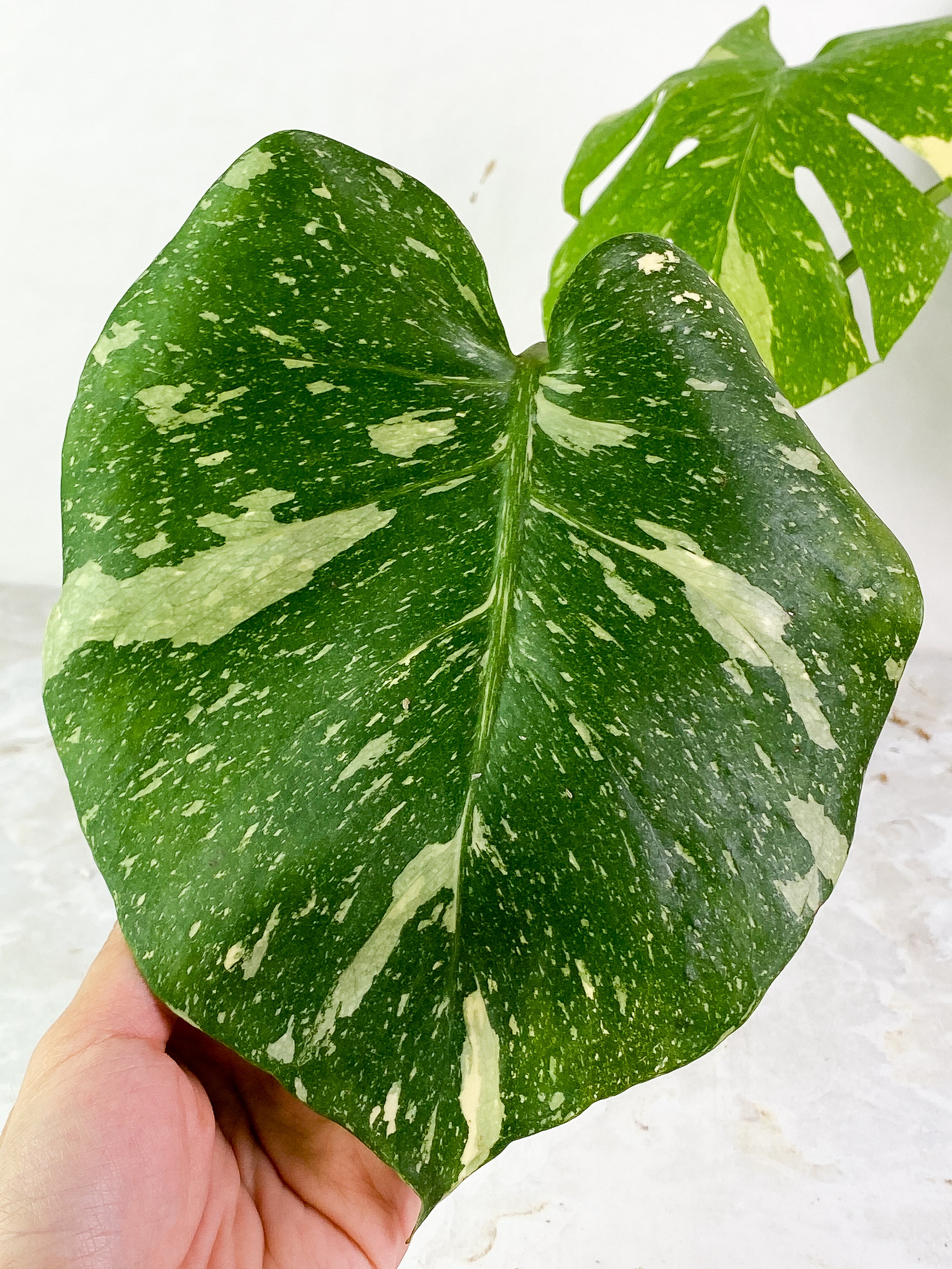 Monstera thai constelation3 leaves rooted Top Cutting Highly Variegated