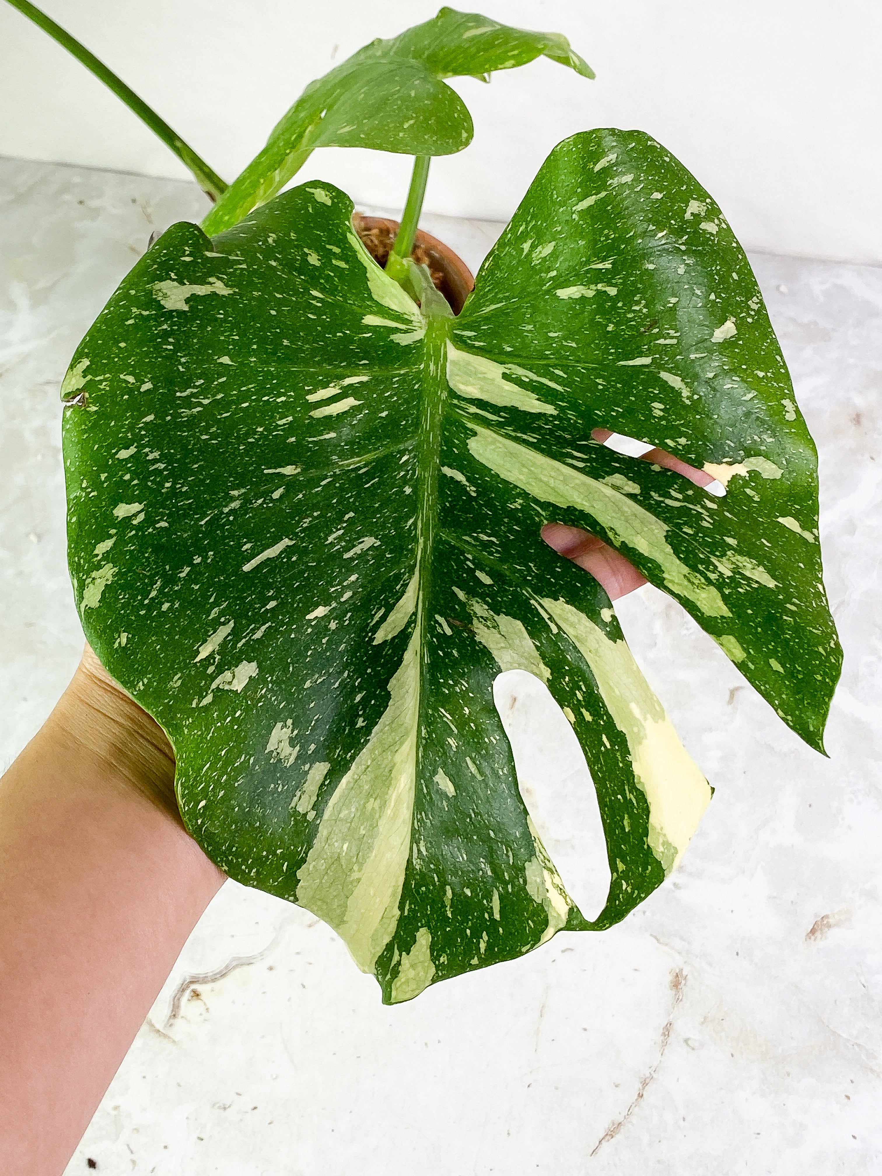 Monstera thai constelation3 leaves rooted Top Cutting Highly Variegated