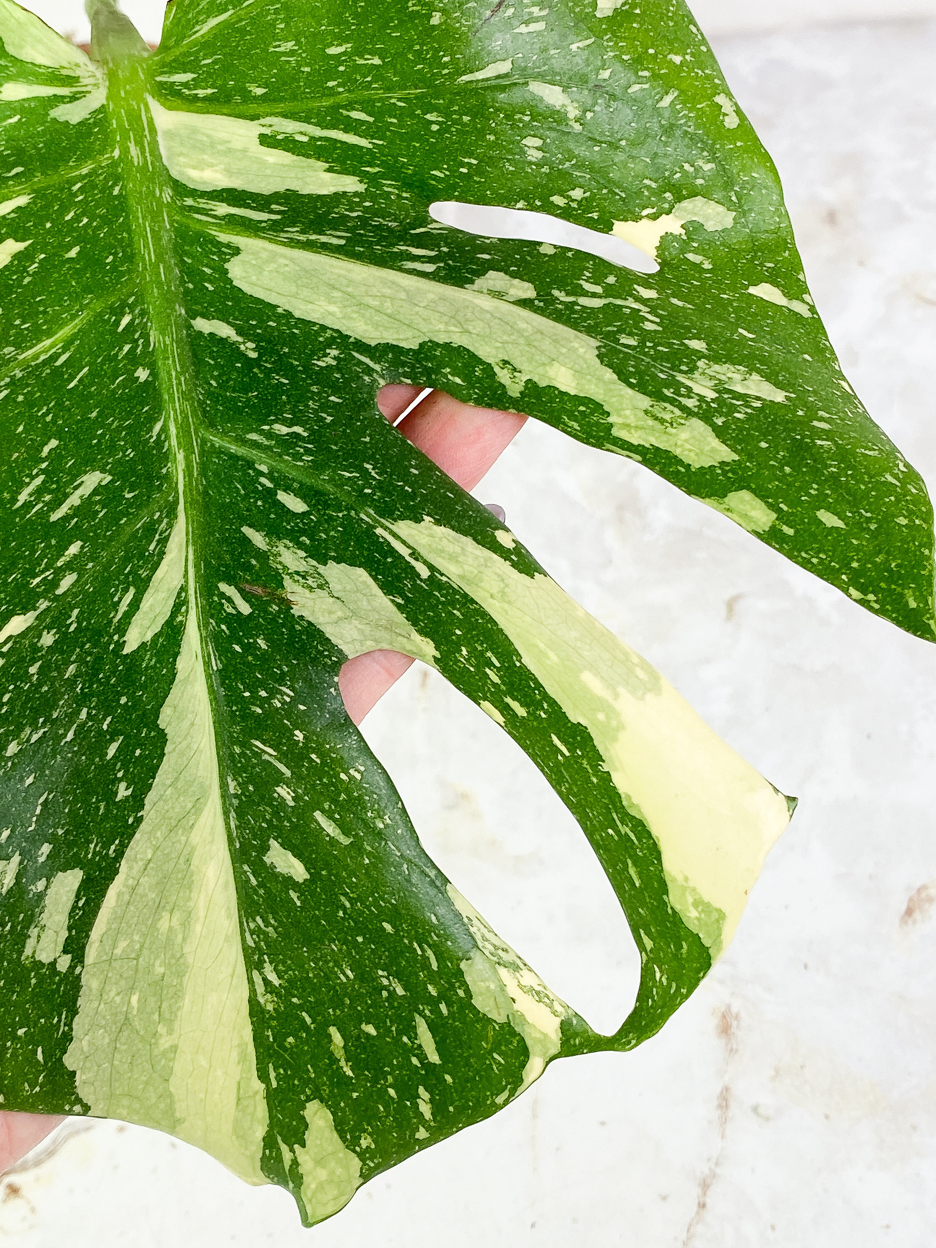 Monstera thai constelation3 leaves rooted Top Cutting Highly Variegated